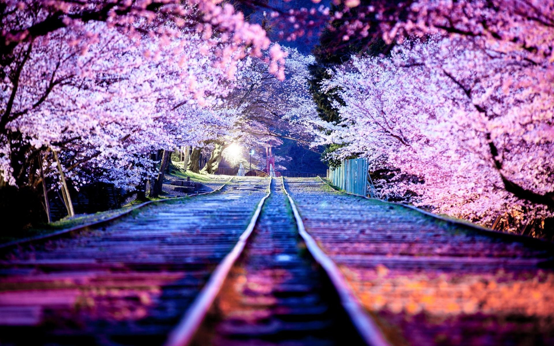 Ciliegi in fiore, Sakura, Binari, Giappone, Notte, 16:10 Full HD, sfondo widescreen