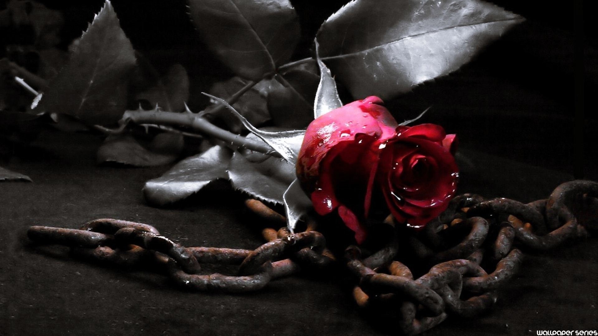 Rosa rossa, Catene, Gocce, Bianco e nero, Full HD, sfondo per PC e portatile