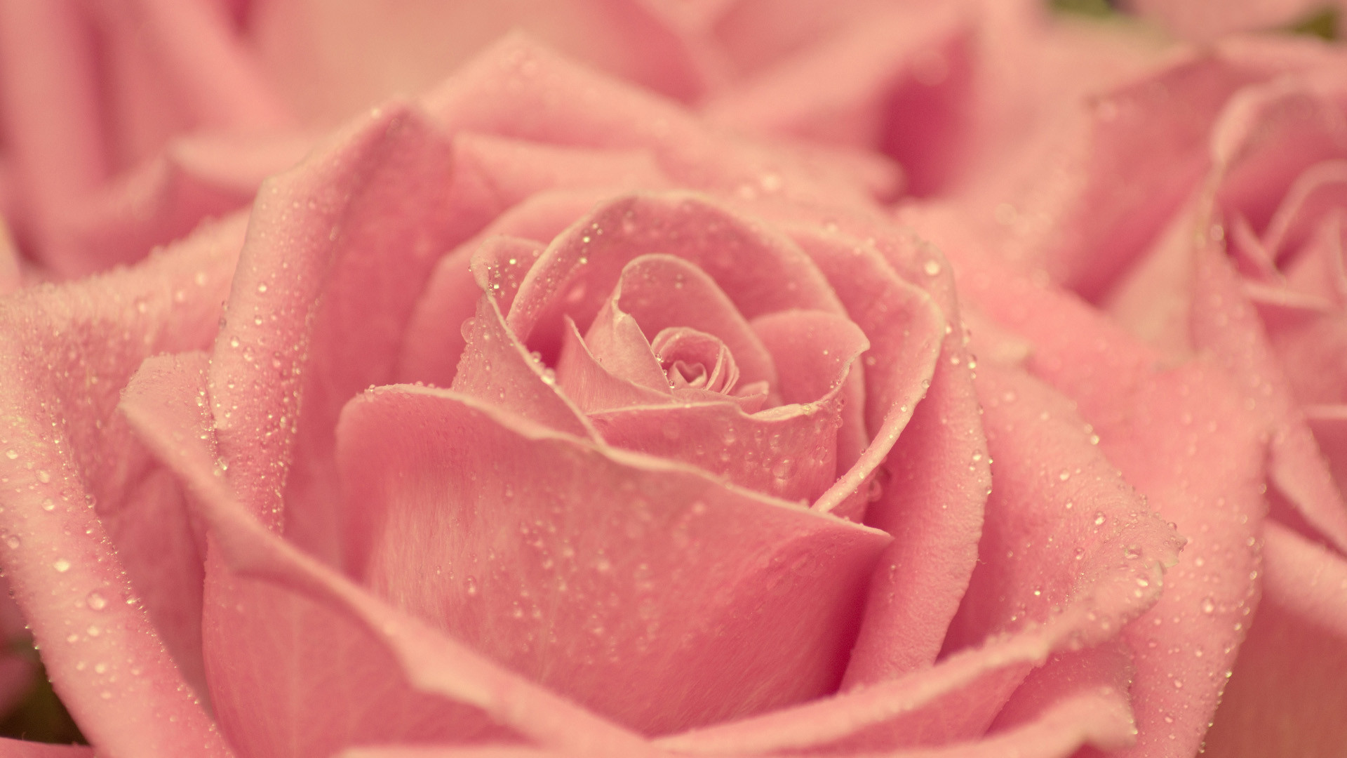 Rosa pesca, Gocce d'acqua, Macro, 1920x1080, sfondo per PC
