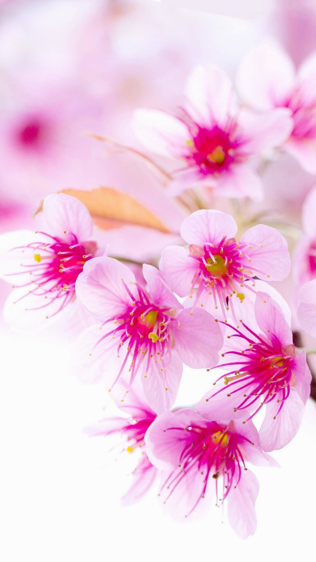 Fiori di ciliegio, Rosa, Sfondo bianco, 1080x1920, schermata di blocco iPhone
