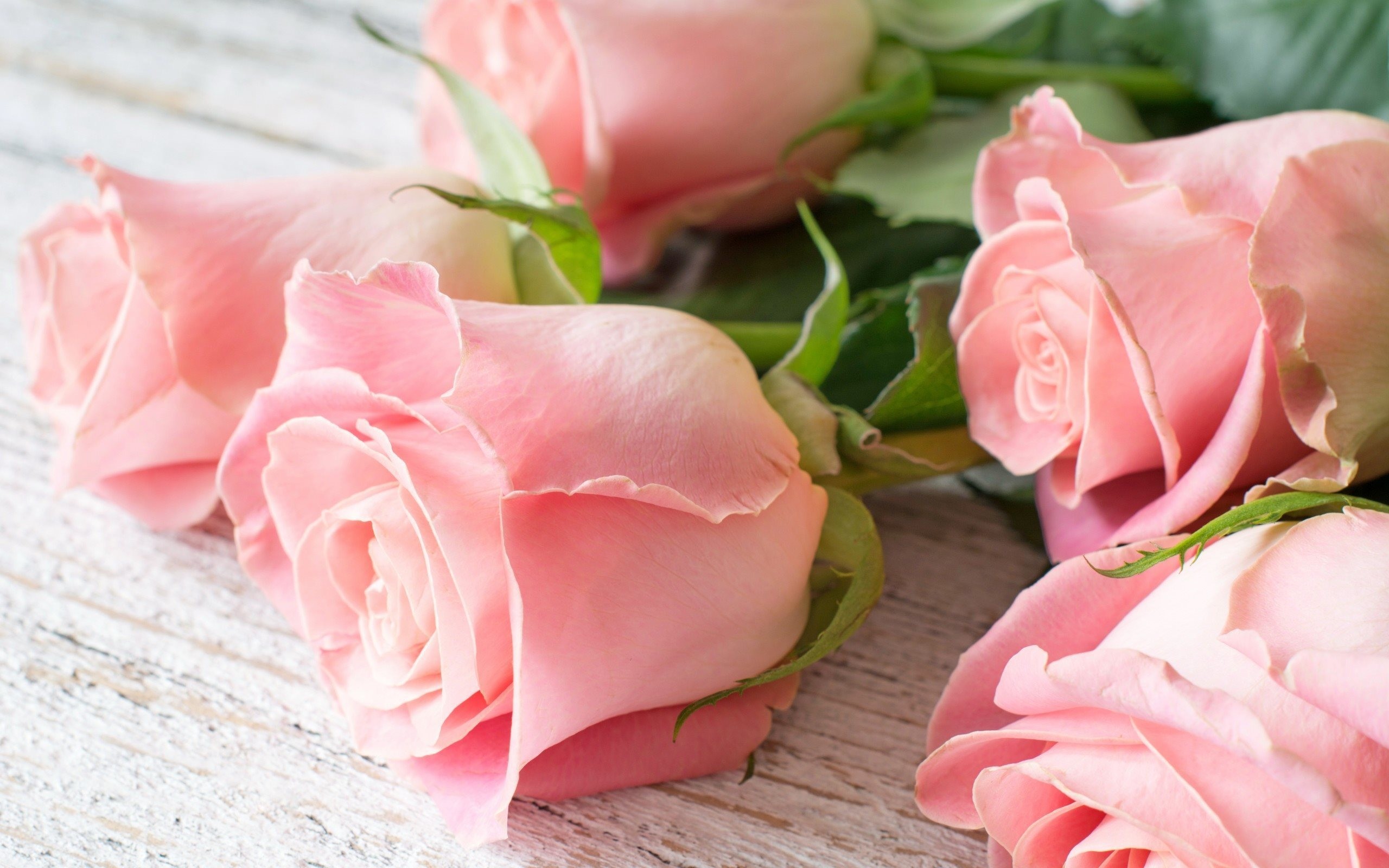 Rose rosa, Legno bianco, Pastello, Fiori recisi, 2K 1600p, sfondo desktop