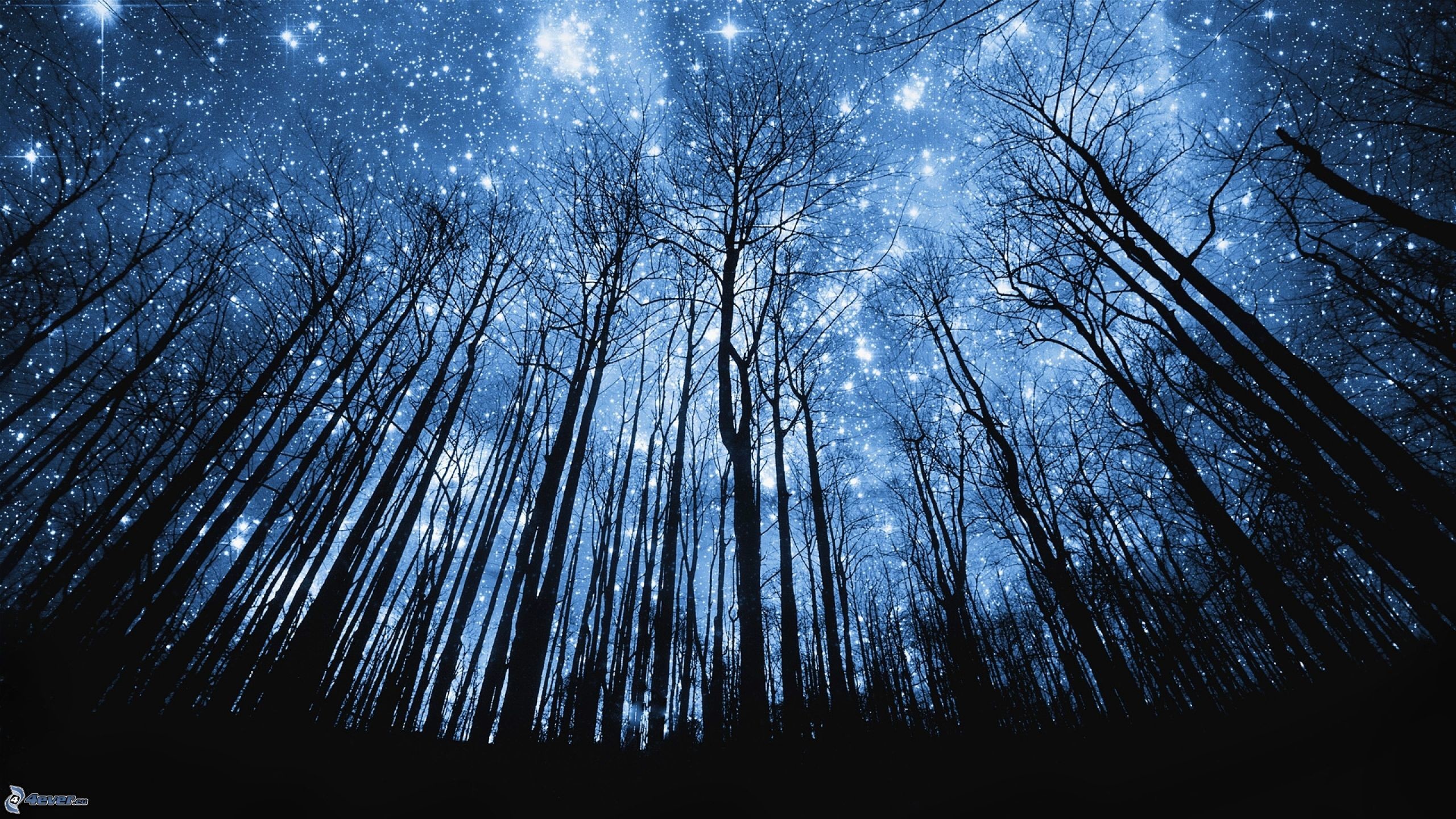 Cielo stellato, Alberi, Foresta, Notte, Vista dal basso, 2560x1440, sfondo per PC