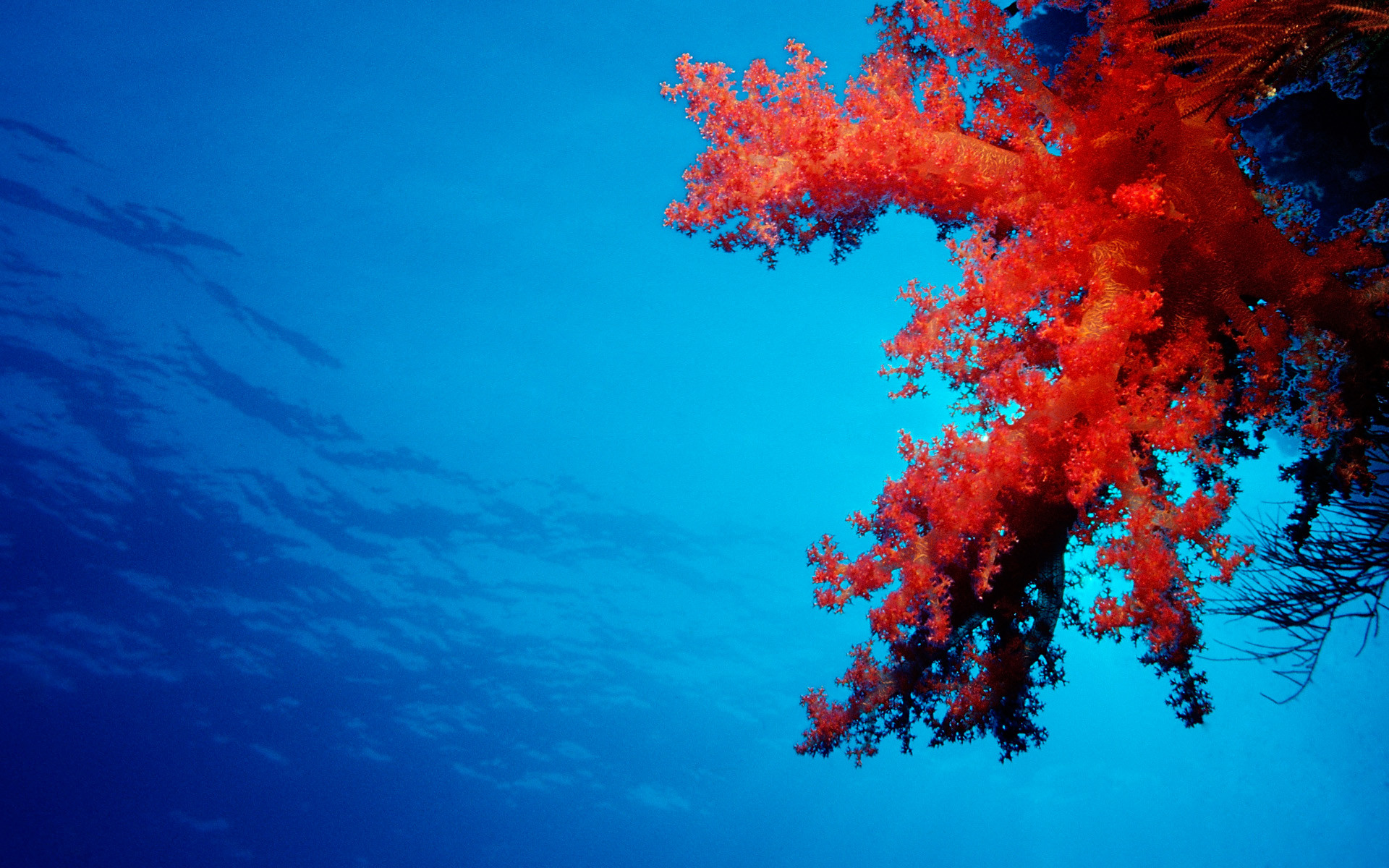 Corallo rosso, Sott'acqua, Mare, Blu, 1920x1200, sfondo per PC