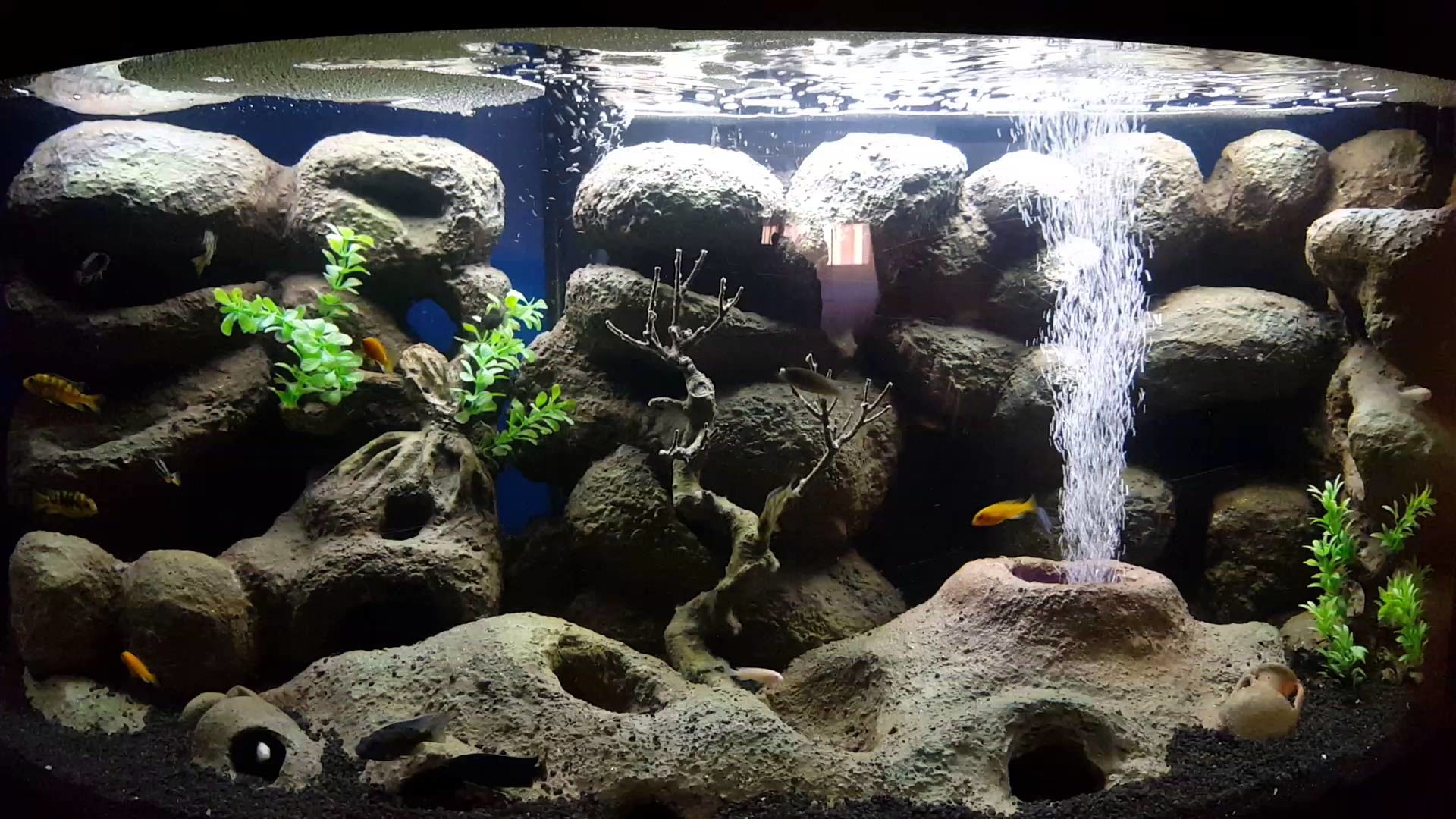 Acquario, Rocce, Bolle, Ciclidi, Full HD, sfondo per PC