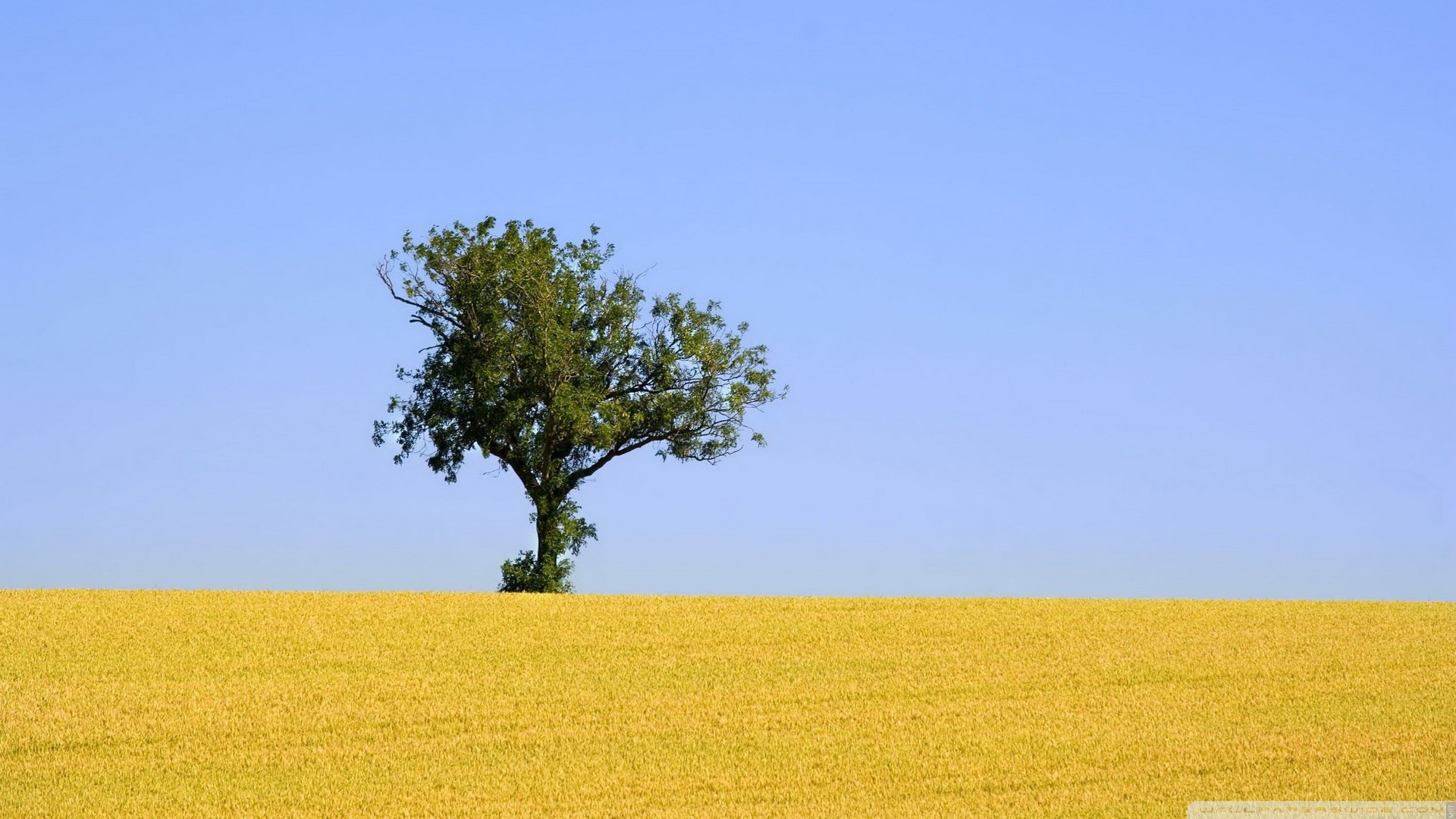 Albero solitario, Campo giallo, Cielo azzurro, Minimalismo, 16:9 Full HD, sfondo widescreen