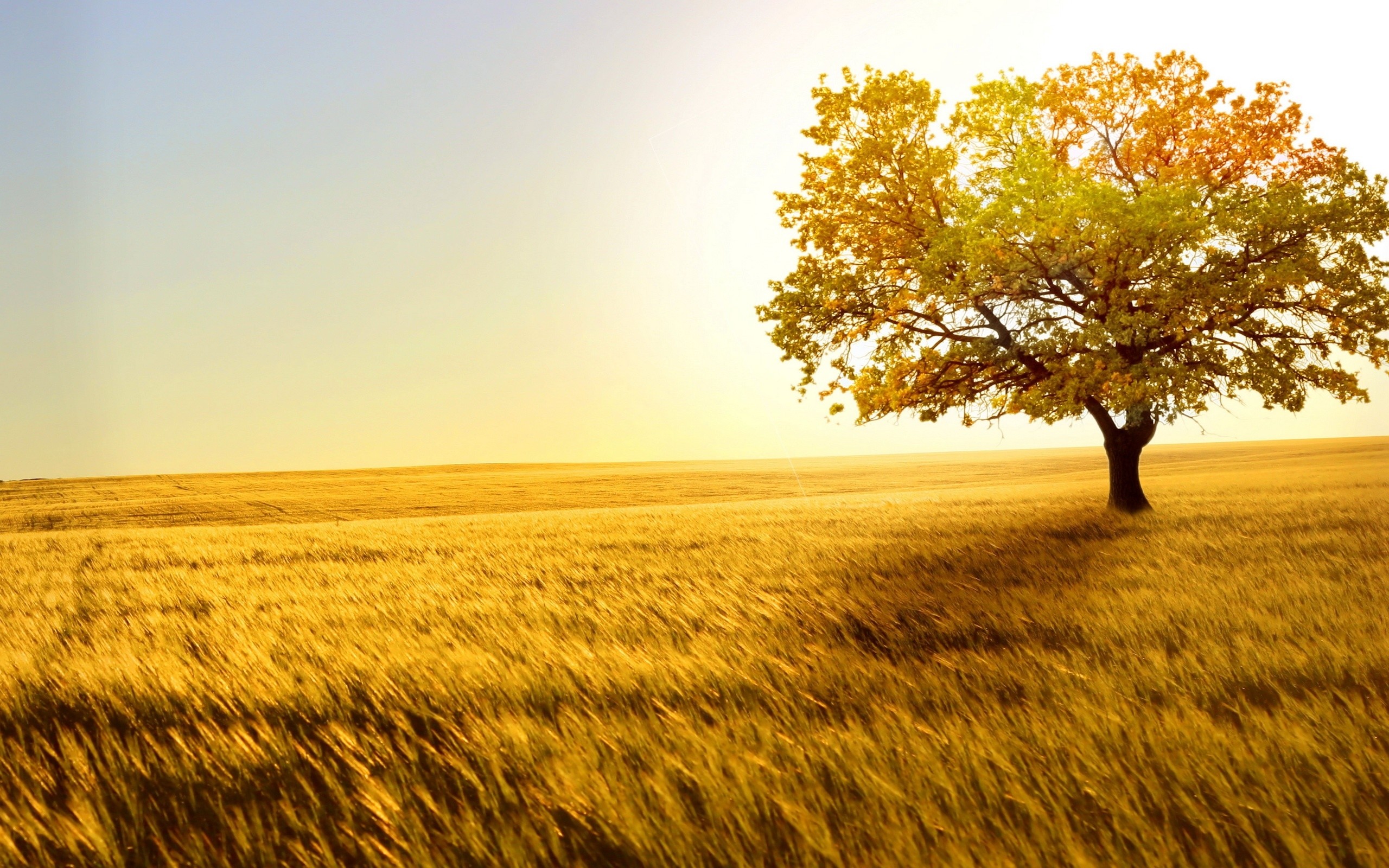 Albero, Campo di grano, Autunno, Luce dorata, 2K, sfondo per PC e portatile