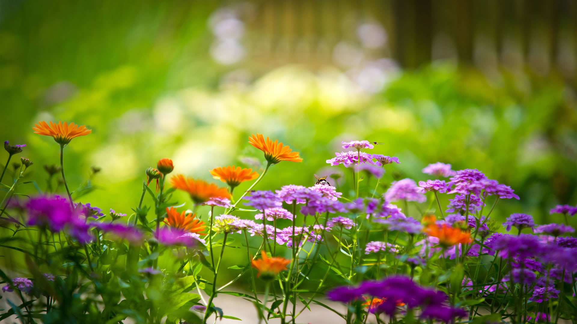 Fiori di campo, Fiori arancioni, Fiori viola, Giardino, Bokeh, Full HD 1080p, sfondo desktop