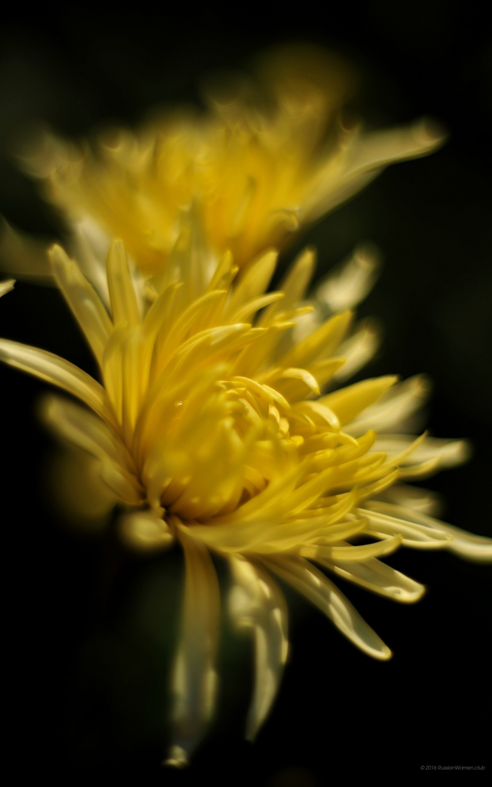 Crisantemo giallo, Fiore, Sfondo nero, schermata Home del cellulare