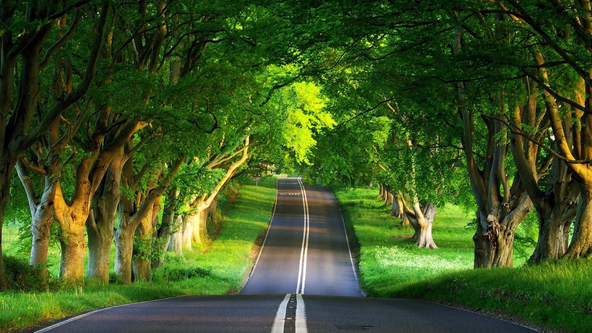 Viale alberato, Strada, Alberi, Verde, Full HD, wallpaper desktop