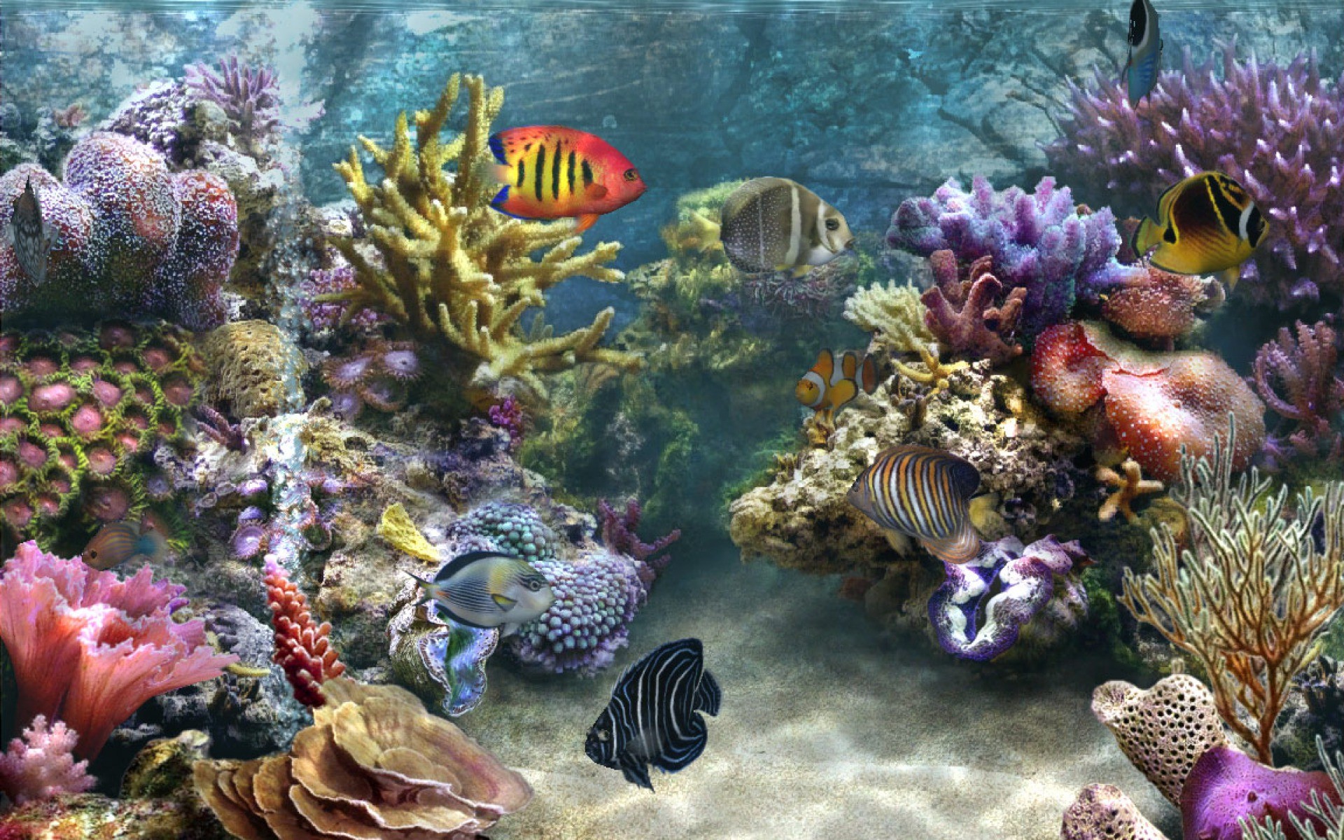 Acquario marino, Barriera corallina, Pesci tropicali, Pesce angelo, sfondo Full HD per portatile