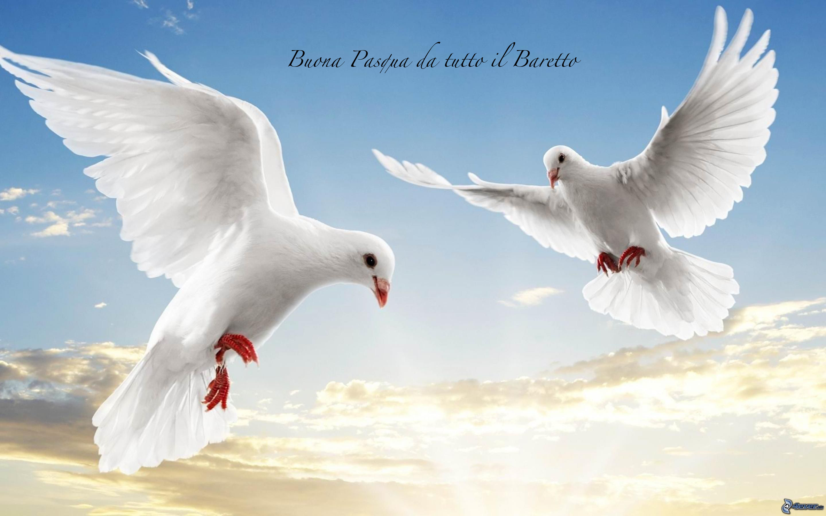 Colombe, Buona Pasqua, Cielo, Ali, 16:10 2K, wallpaper widescreen