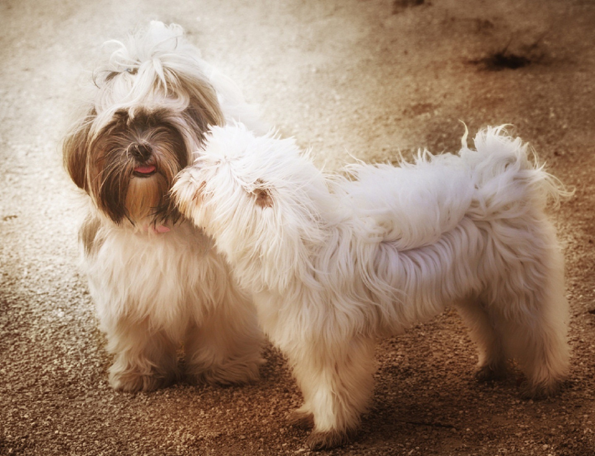 Shih Tzu, Maltese, Due cani, Full HD, sfondo desktop