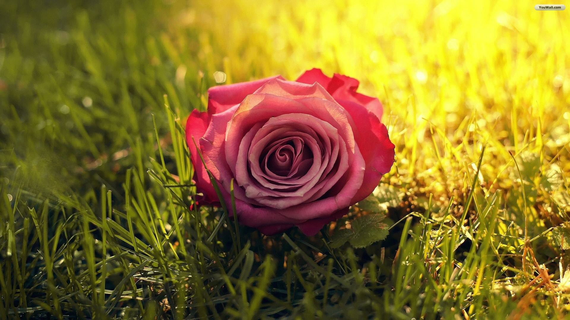 Rosa rosa, Erba, Luce del sole, Full HD 1080p, sfondo desktop