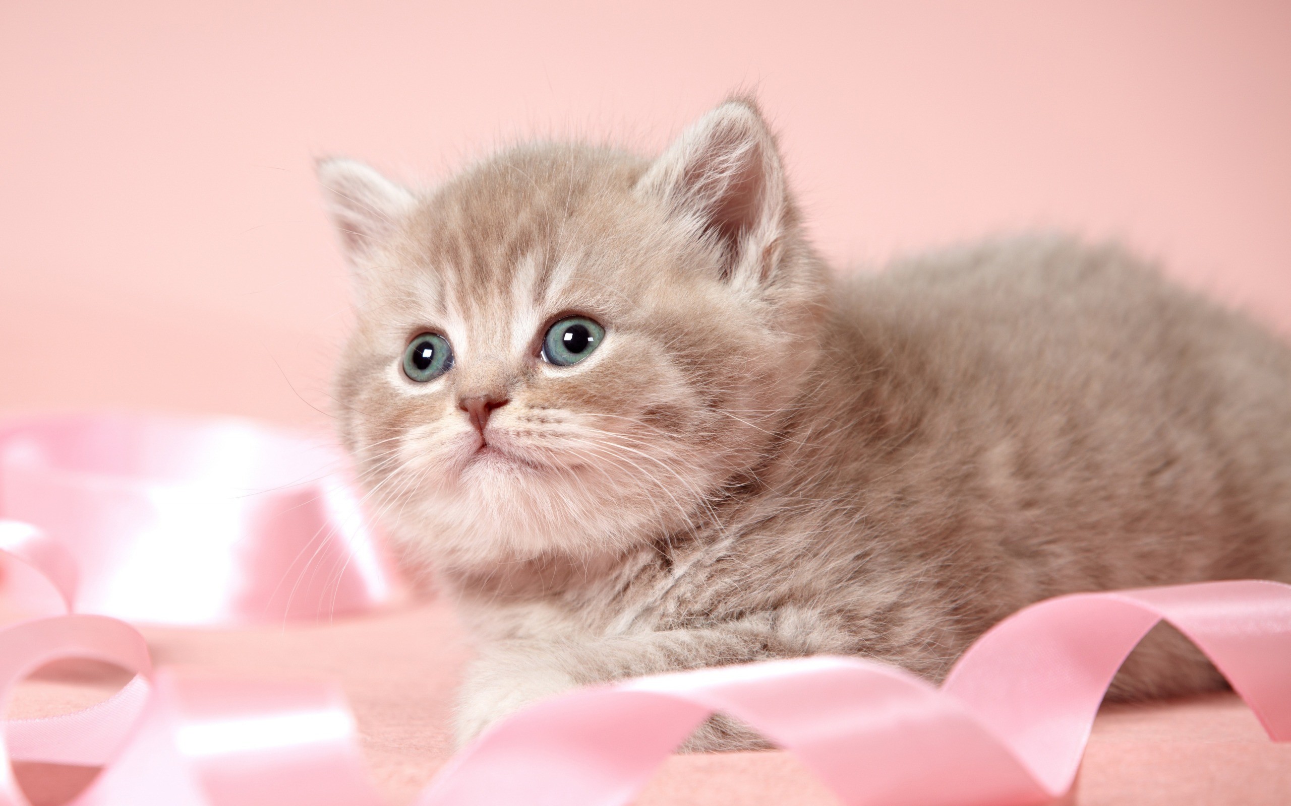 Gattino, Nastro rosa, Sfondo rosa, Tenero, 2K, wallpaper per portatile