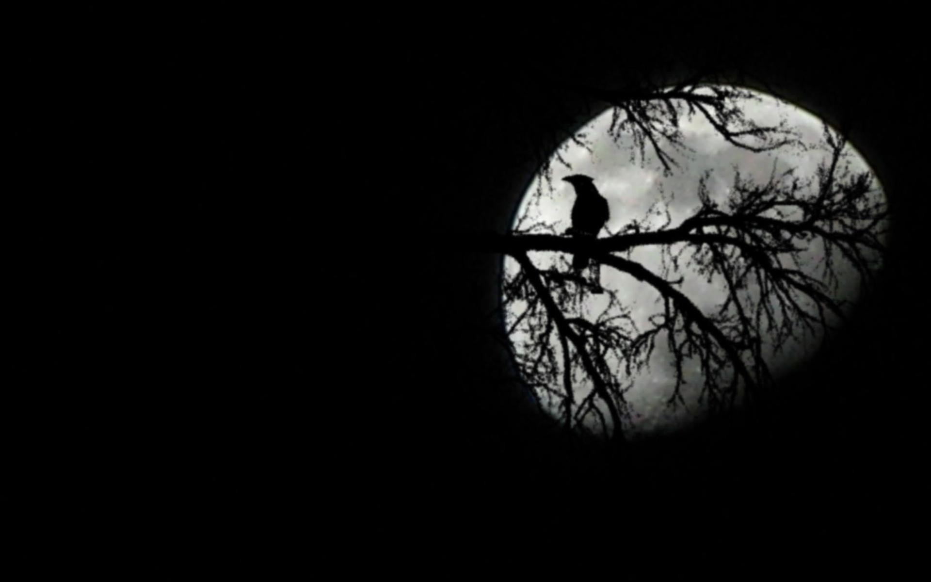 Corvo, Luna piena, Rami, Silhouette, 16:10 Full HD, sfondo widescreen