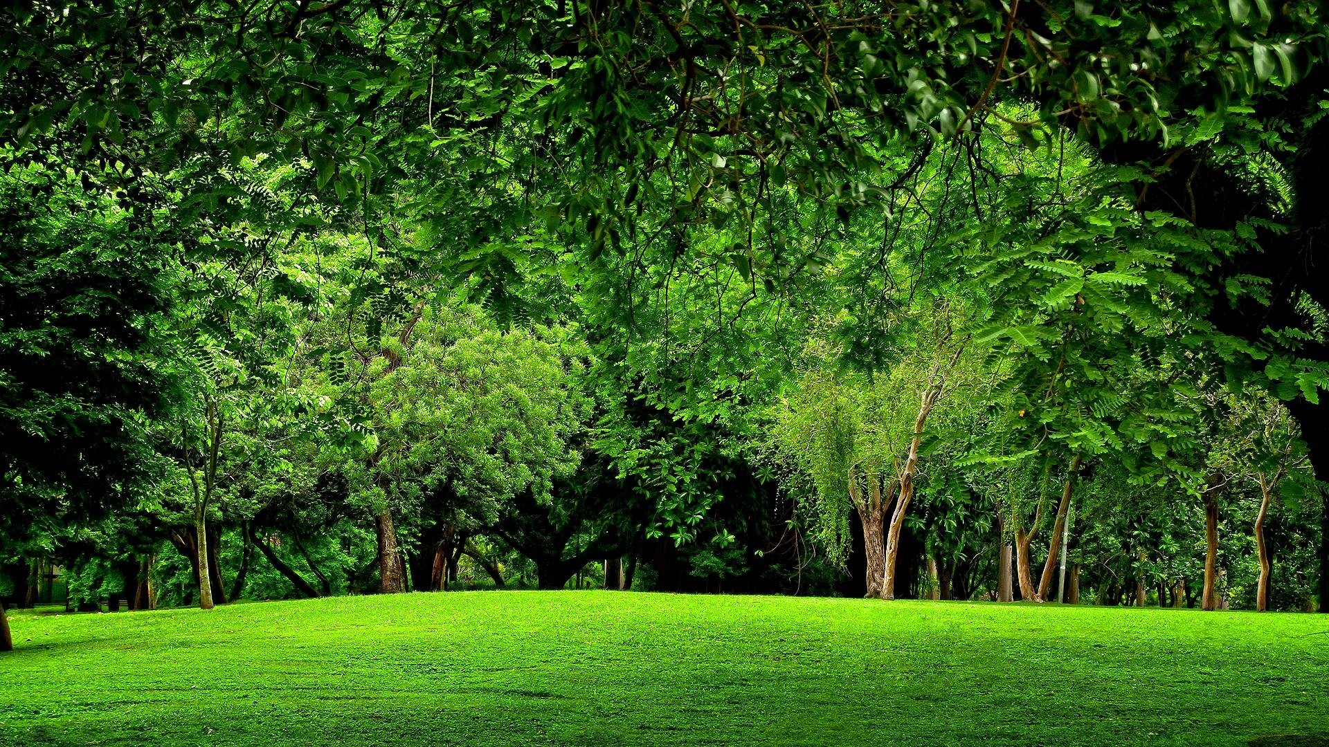 Prato verde, Alberi, Chioma, Parco, Full HD, sfondo per PC e portatile