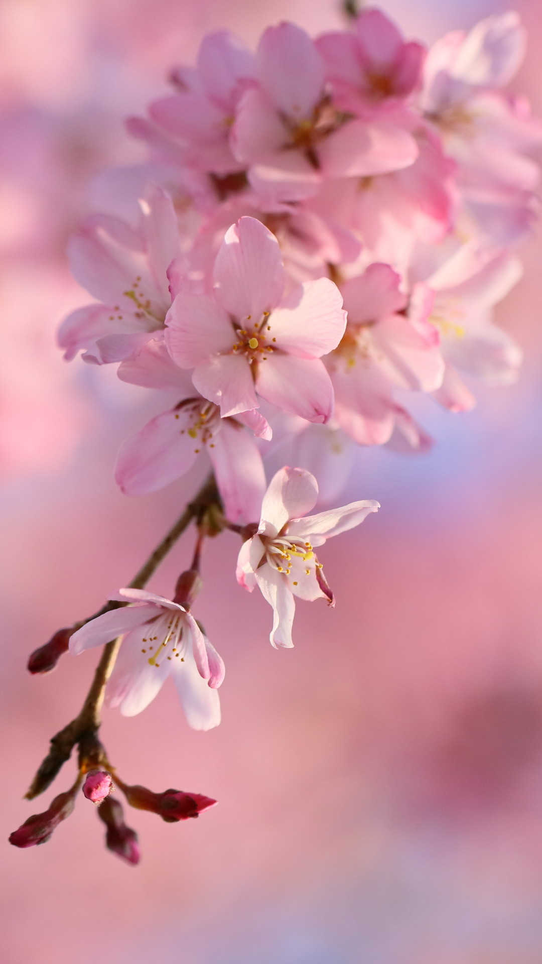 Fiori di ciliegio, Ramo, Primo piano, Rosa, Full HD, sfondo per smartphone