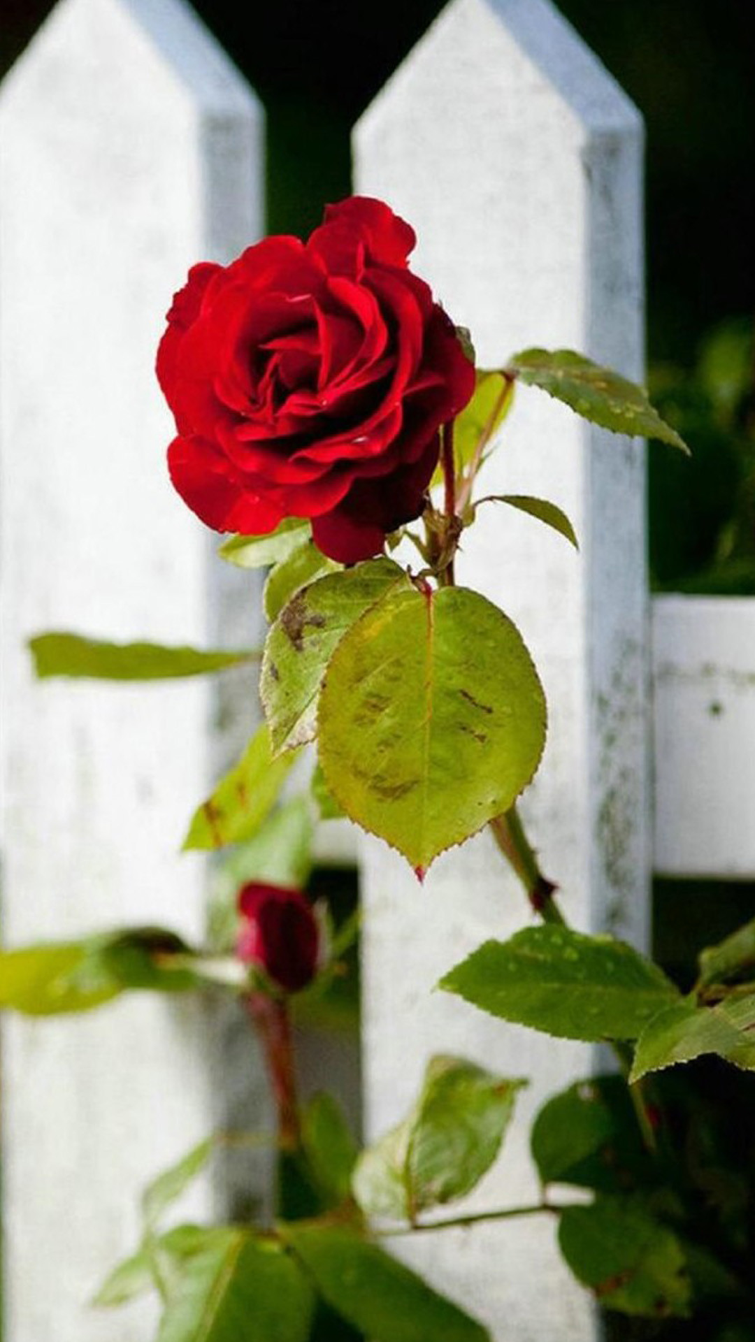 Rosa rossa, Staccionata bianca, Fiore, sfondo iPhone