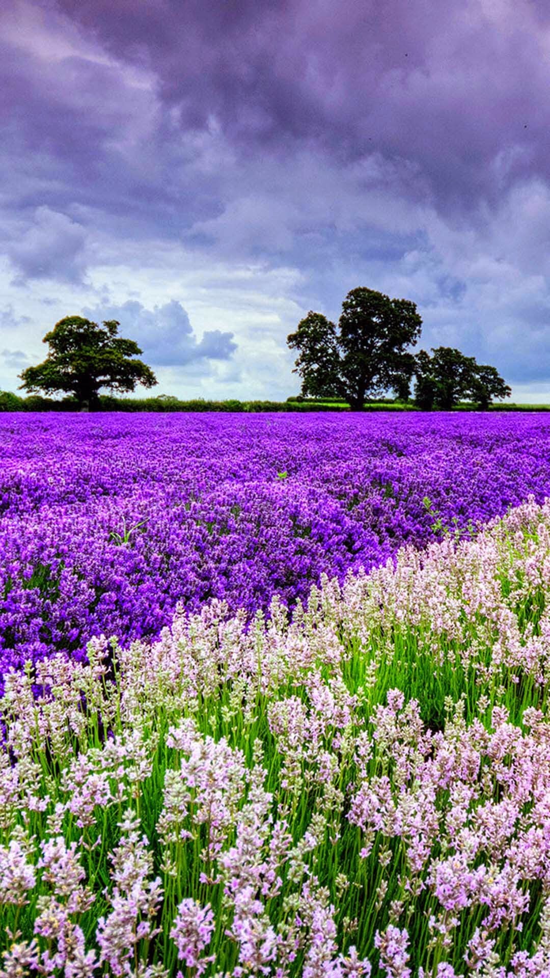 Campo di lavanda, Alberi, Nuvole, Viola, sfondo iPhone 6