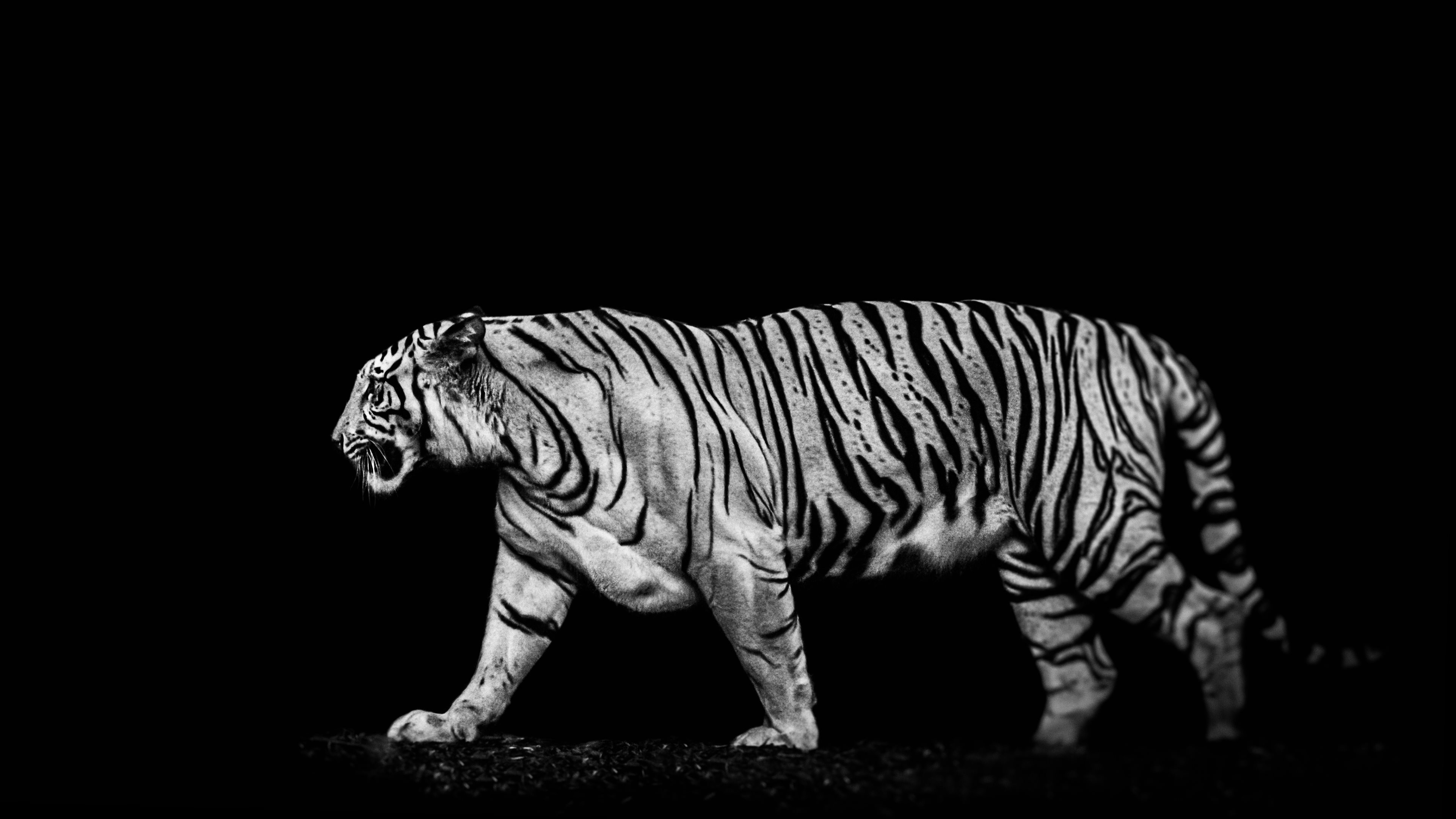 Tigre bianca, Sfondo nero, Bianco e nero, 4K, wallpaper per portatile