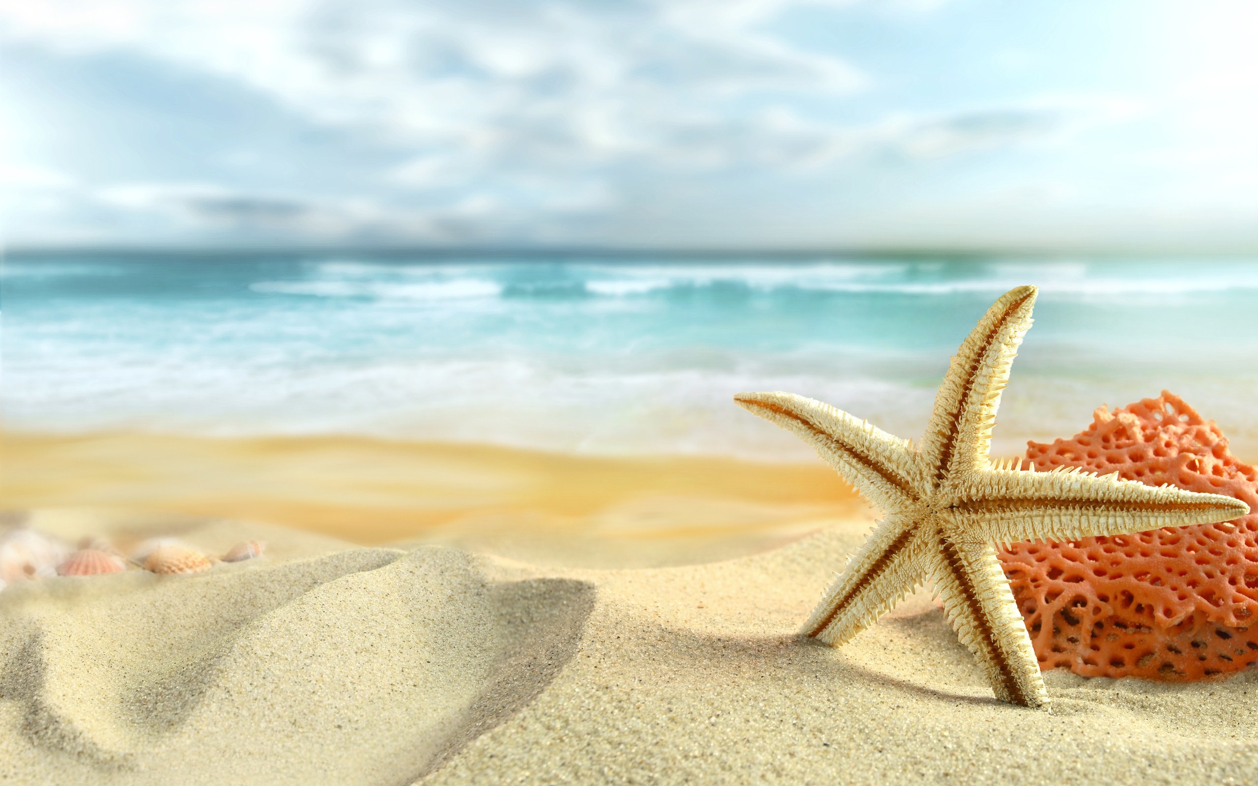 Stella marina, Spiaggia, Corallo, Sabbia, 2560x1600, sfondo per PC