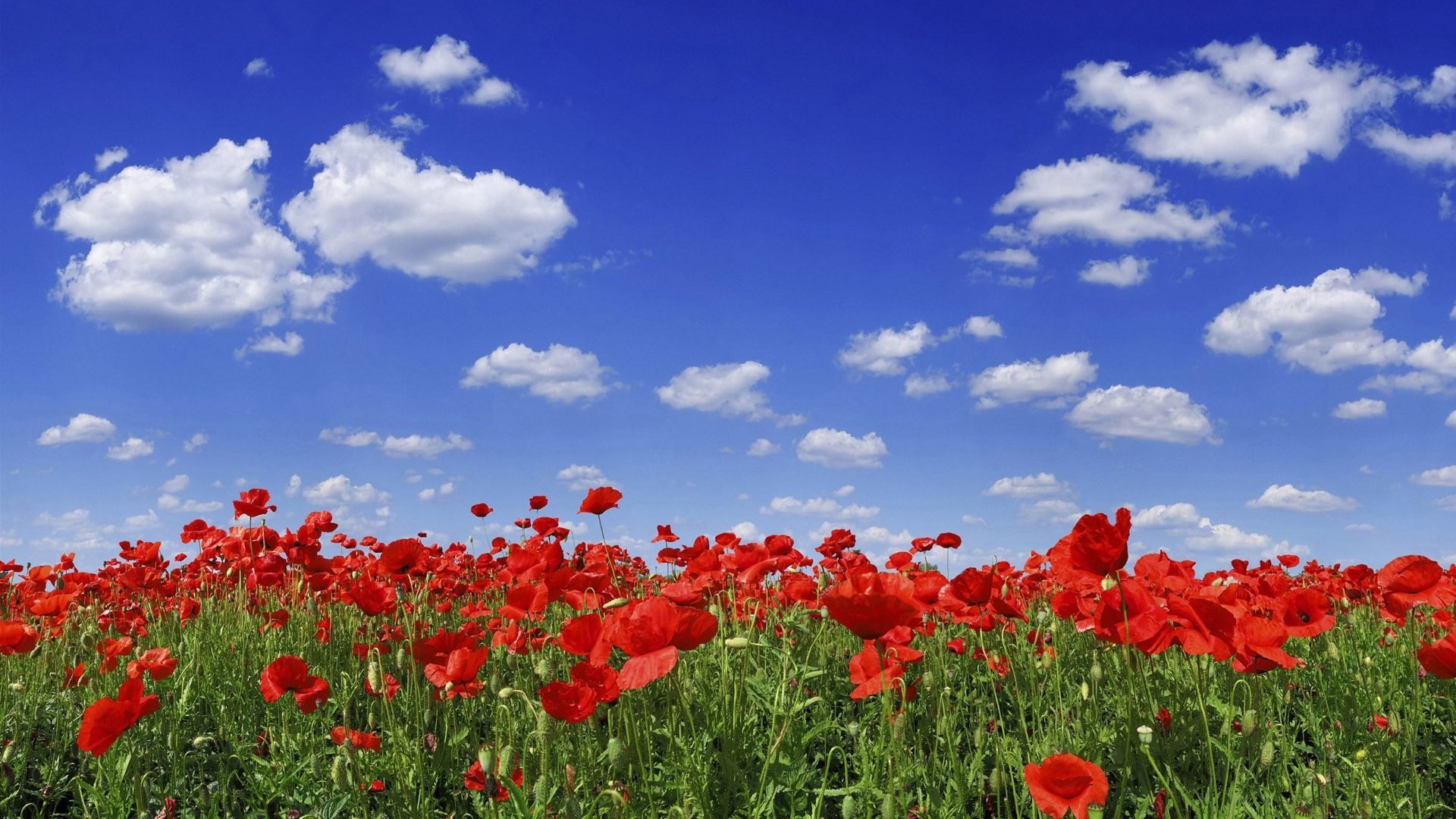 Campo di papaveri, Cielo blu, Nuvole, Full HD, wallpaper per desktop