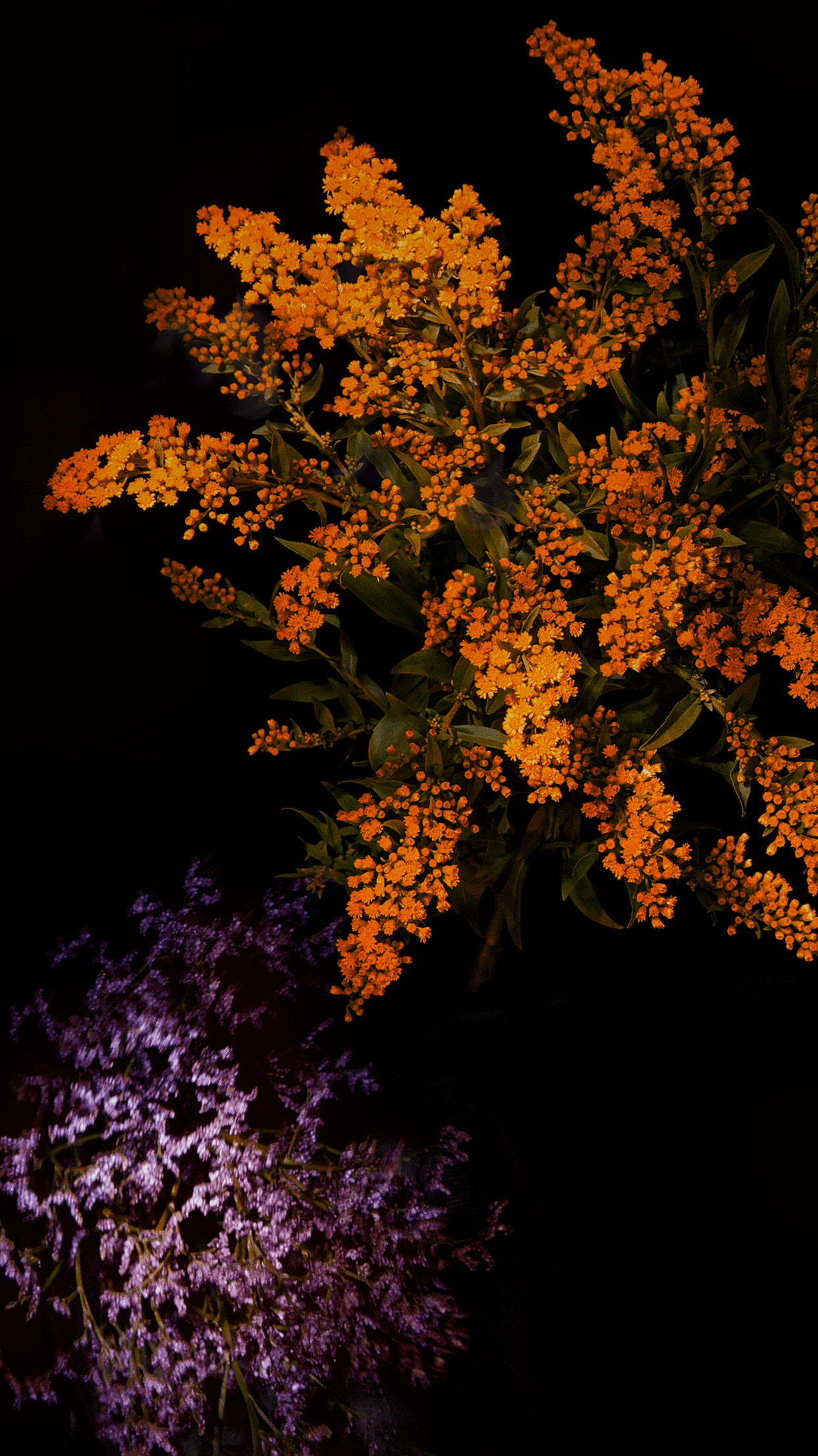 Fiori, Arancione, Sfondo nero, 1242x2208, schermata di blocco iPhone