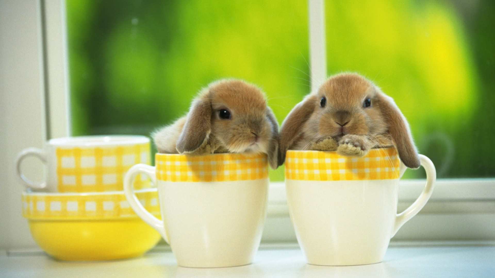Coniglietti, Tazze, Ariete nano, Tenerezza, 1920x1080, sfondo per PC
