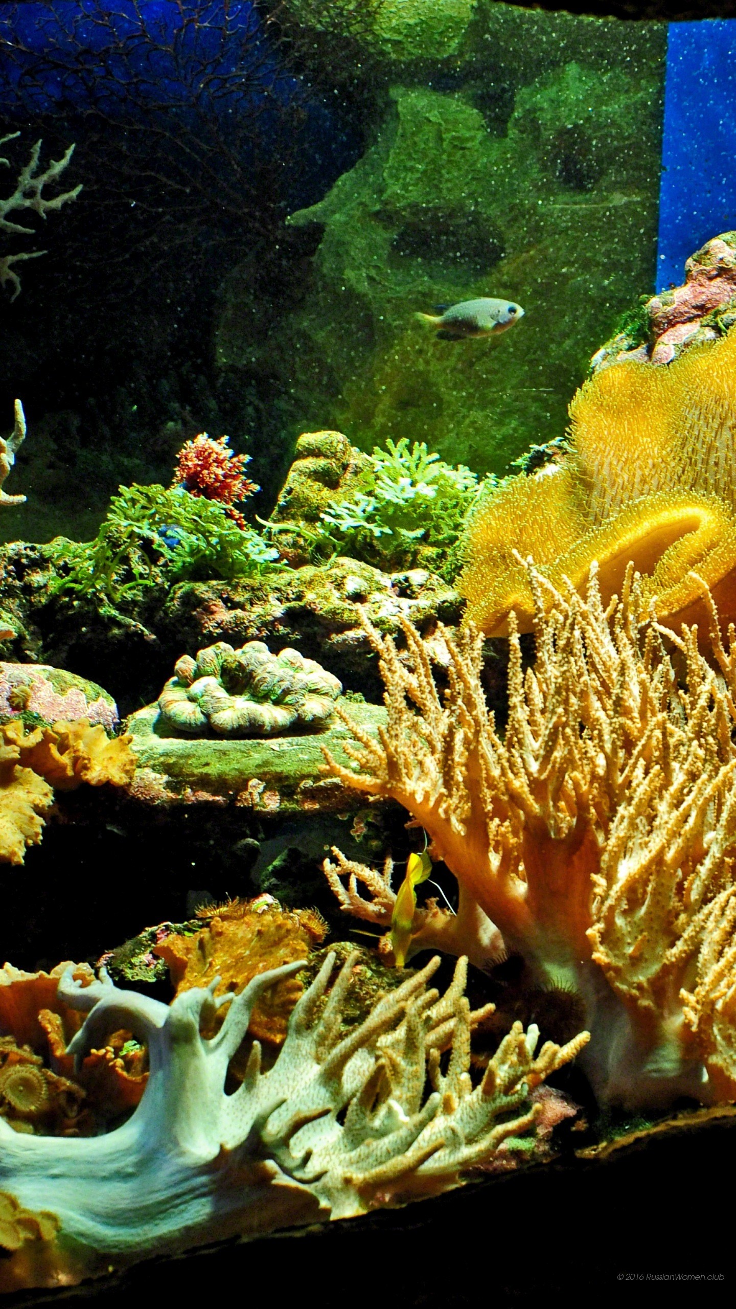 Barriera corallina, Coralli, Acquario, Pesci, QHD+, sfondo per iPhone e Android