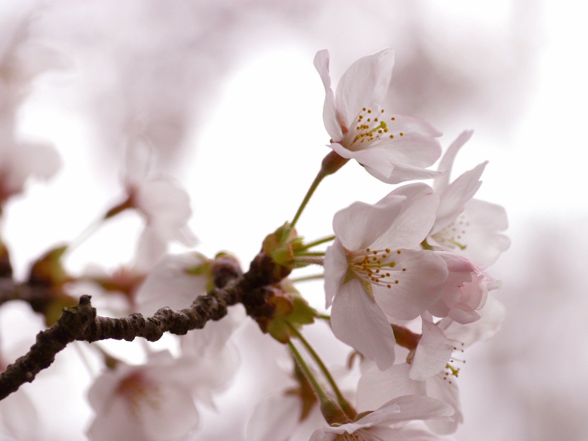 Fiori di ciliegio, Sakura, Ramo, Bianco, Primavera, Full HD, schermata di blocco iPad