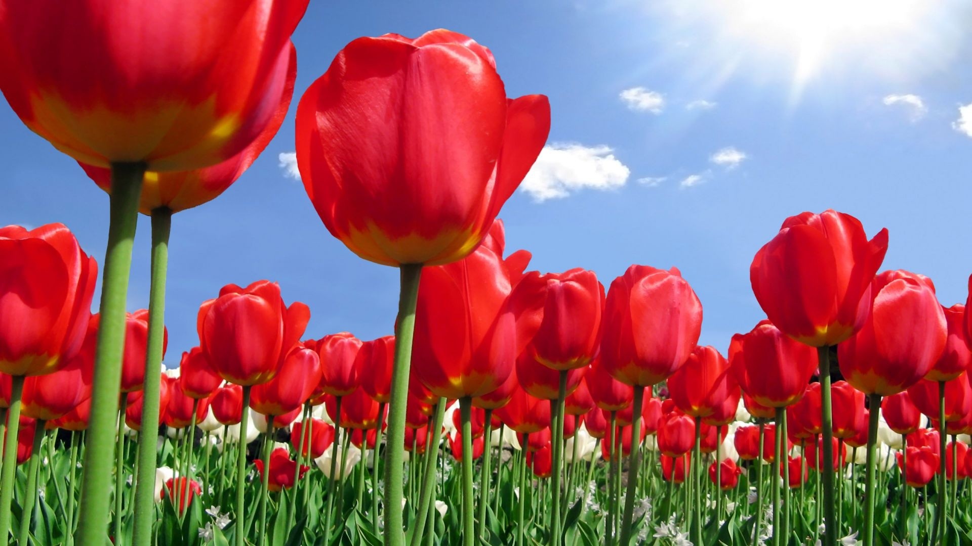 Tulipani rossi, Cielo azzurro, Sole, Campo di fiori, Full HD, sfondo per PC e portatile