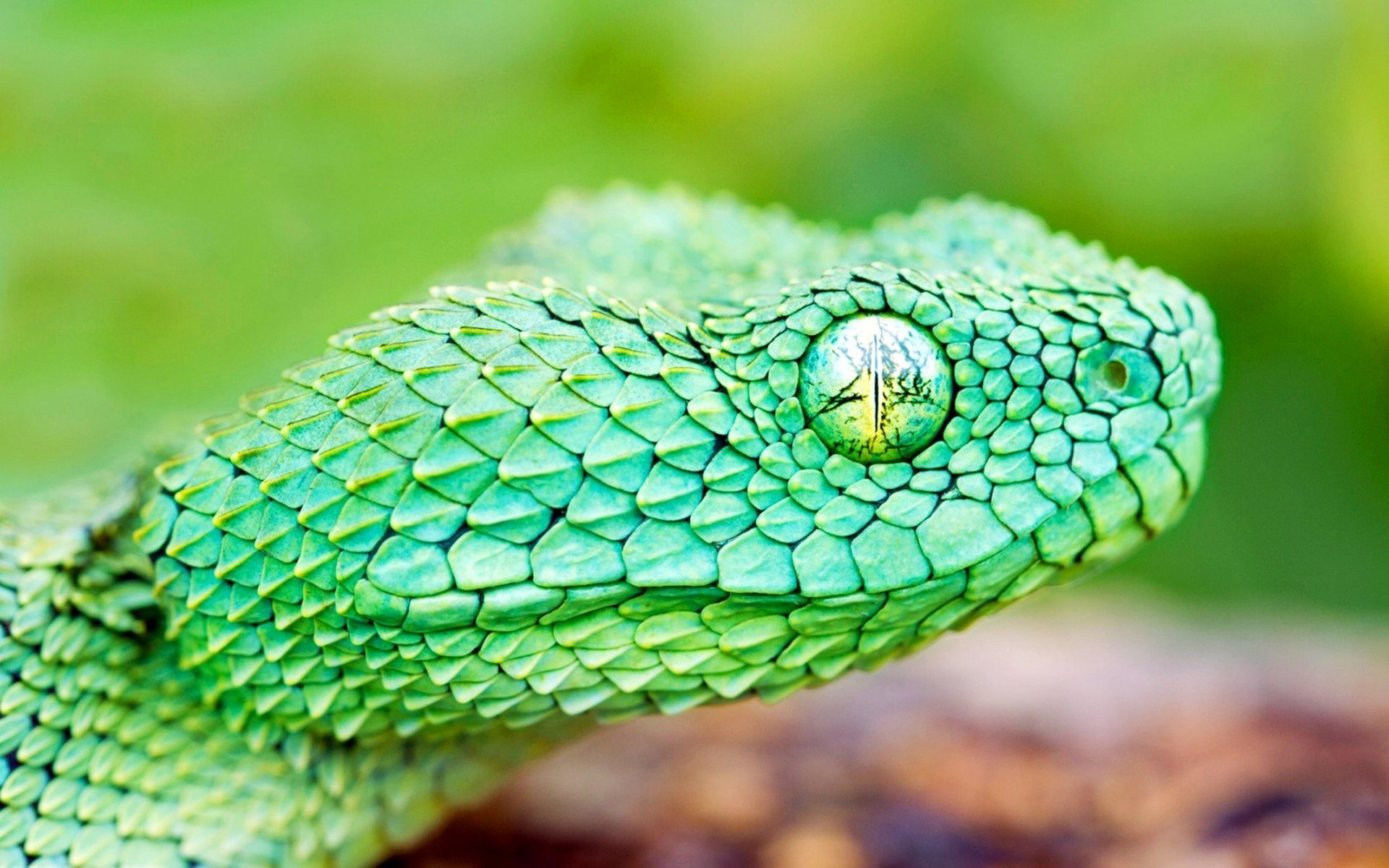 Atheris squamigera, Vipera cespugliosa, Squame verdi, Occhio, Full HD, sfondo per PC e portatile