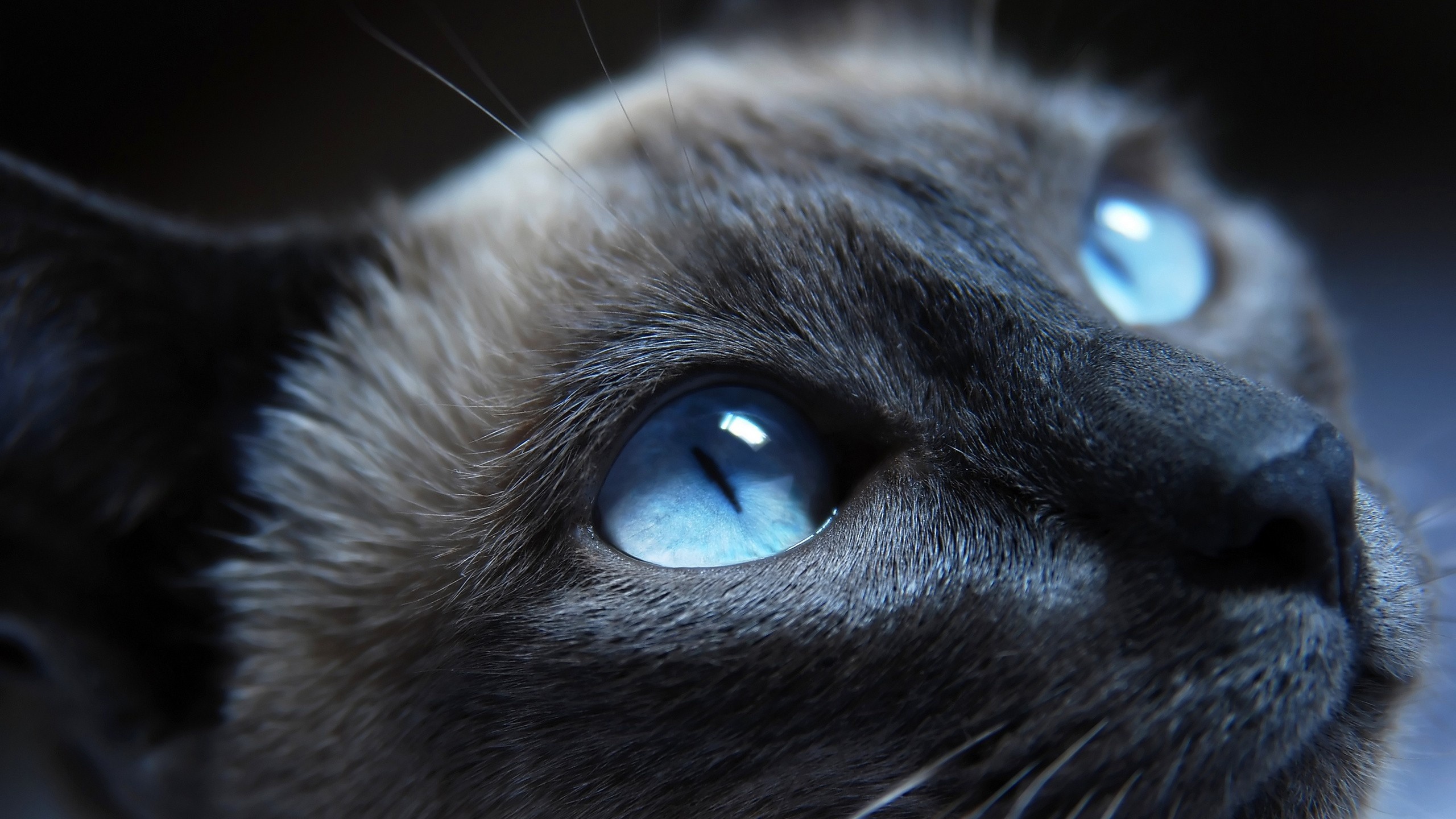 Gatto siamese, Occhi azzurri, Primo piano, 2K 1440p, sfondo desktop