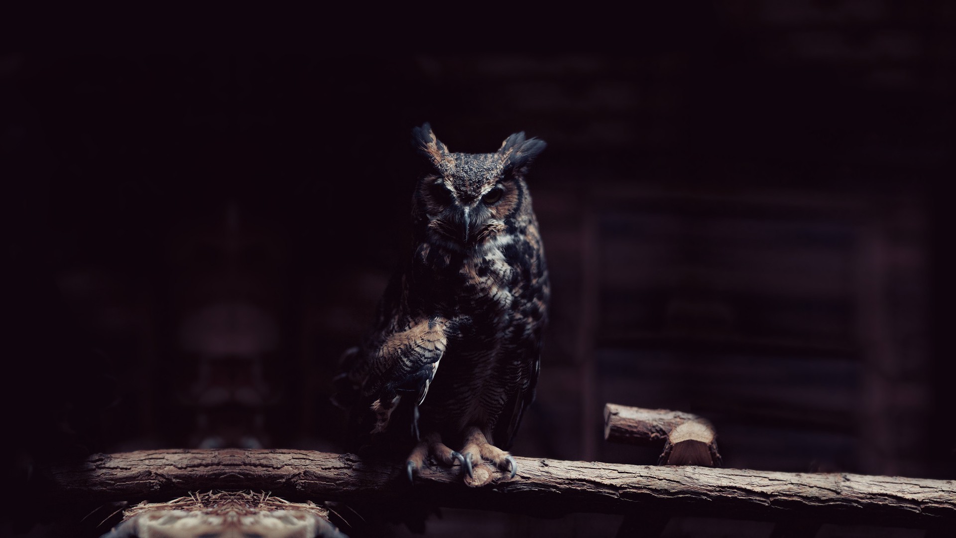 Gufo, Ramo, Sfondo scuro, Notte, 1920x1080, wallpaper desktop
