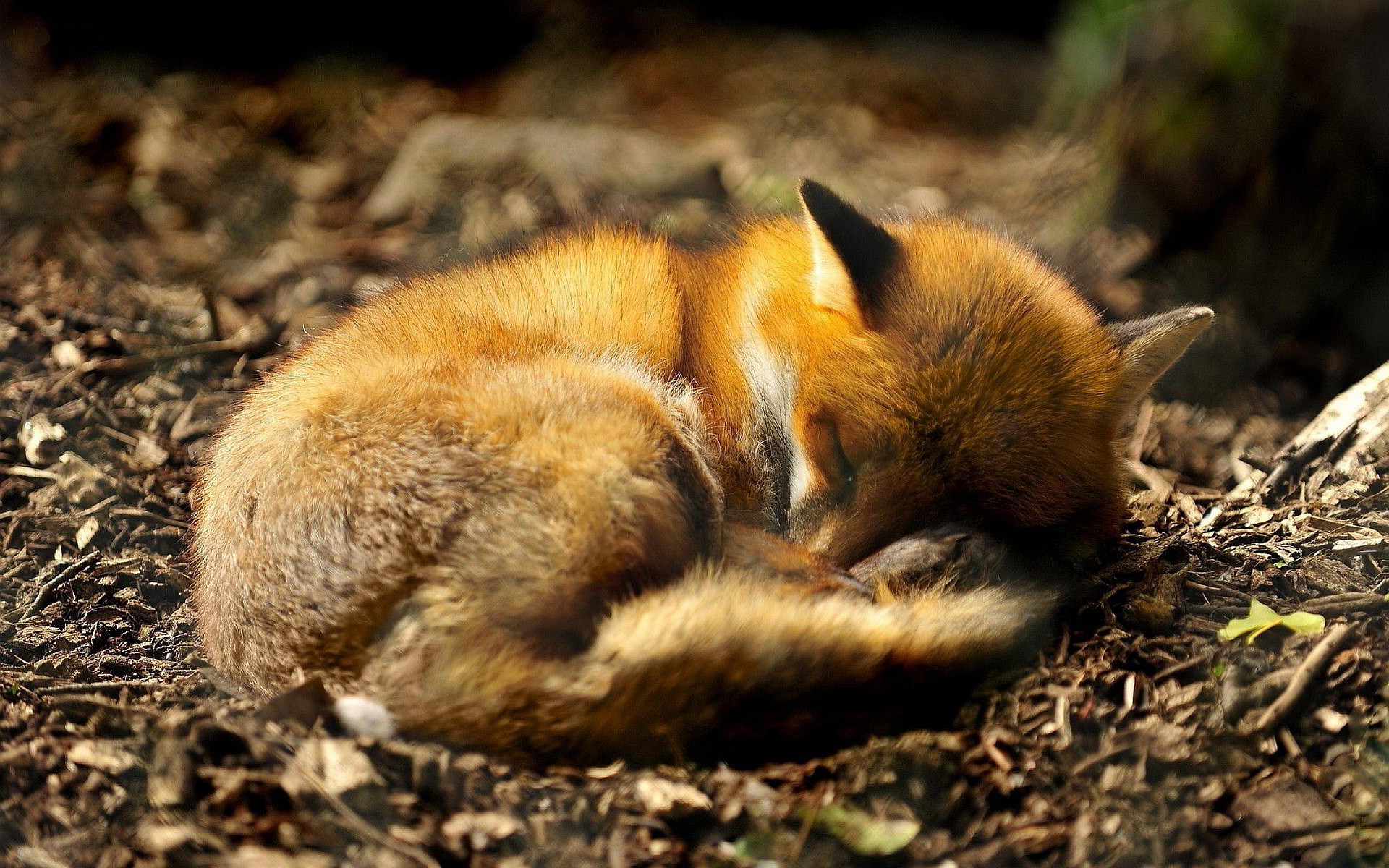 Volpe rossa, Sonno, Foglie, 1920x1200, immagine di sfondo