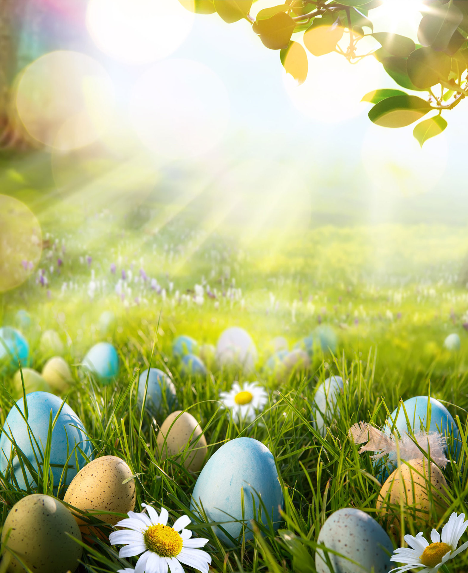 Uova di Pasqua, Prato, Margherite, Raggi di sole, QHD+, schermata di blocco iPad