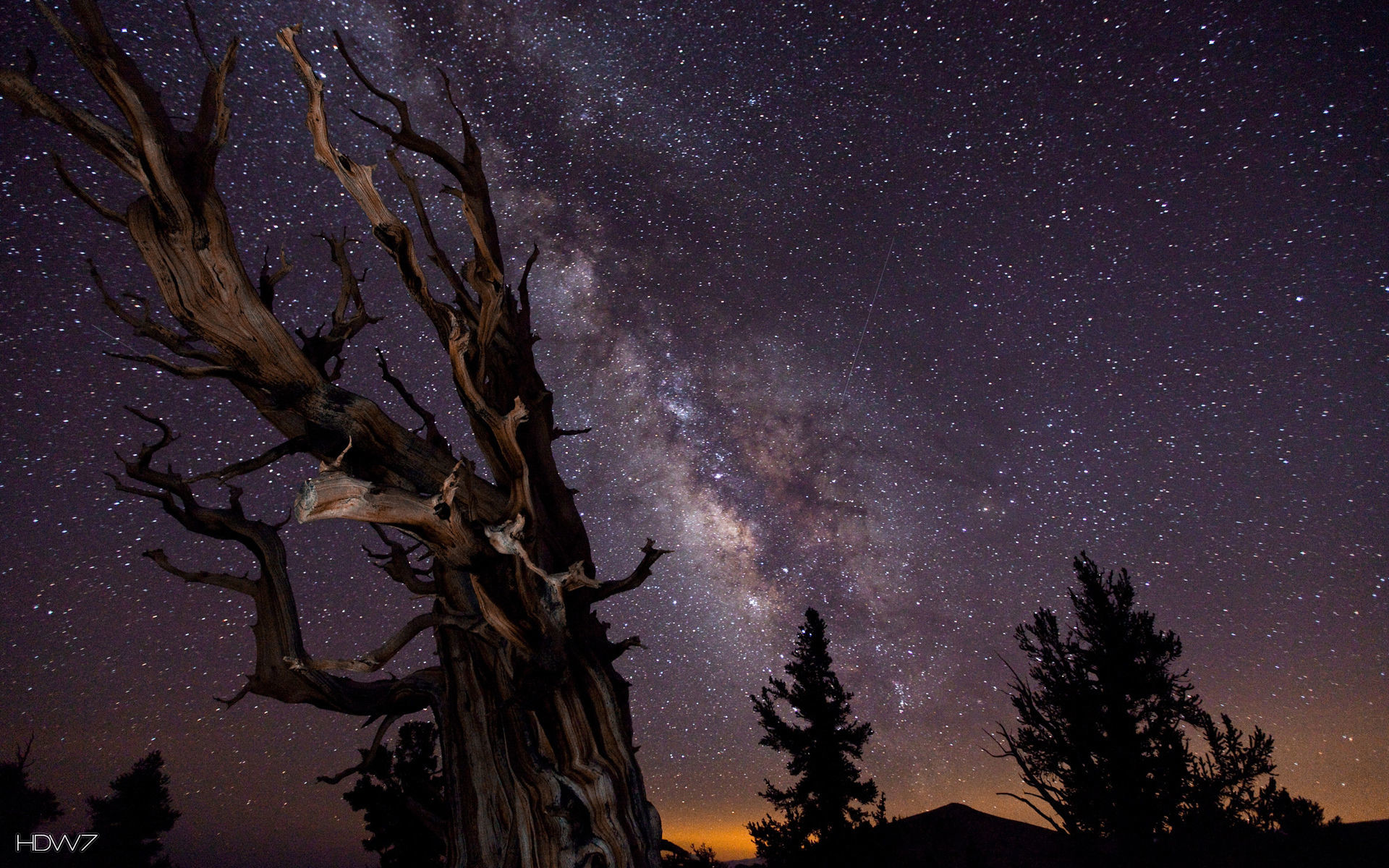 Via Lattea, Pino dai coni setolosi, Albero secco, Notte, 1920x1200, sfondo per PC