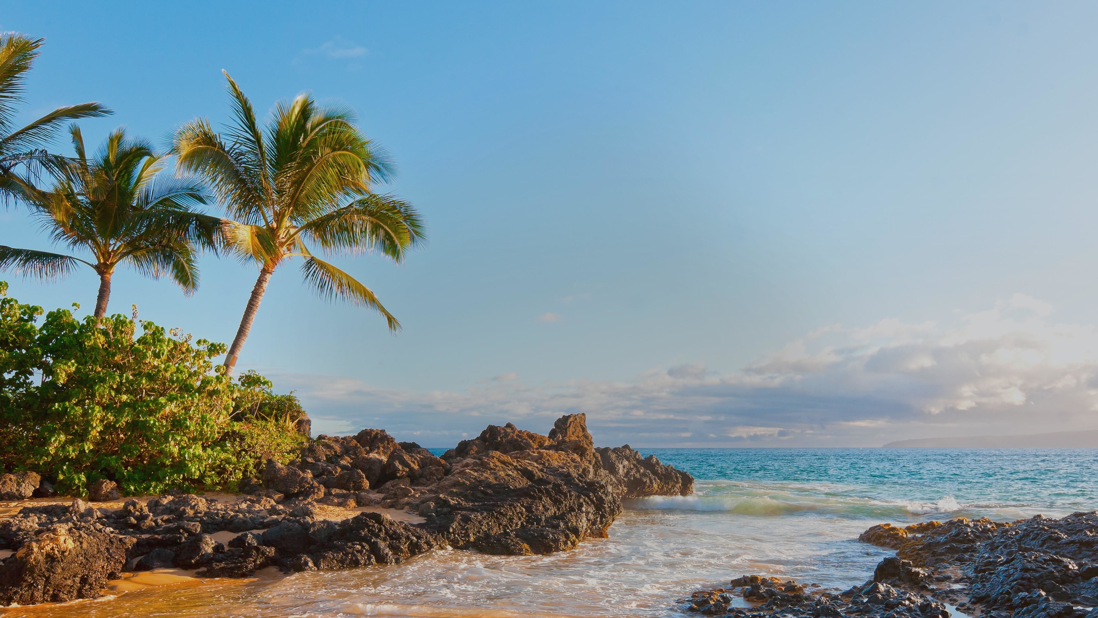 Maui, Hawaii, Scogliera lavica, Palme, 3840x2160, sfondo per PC