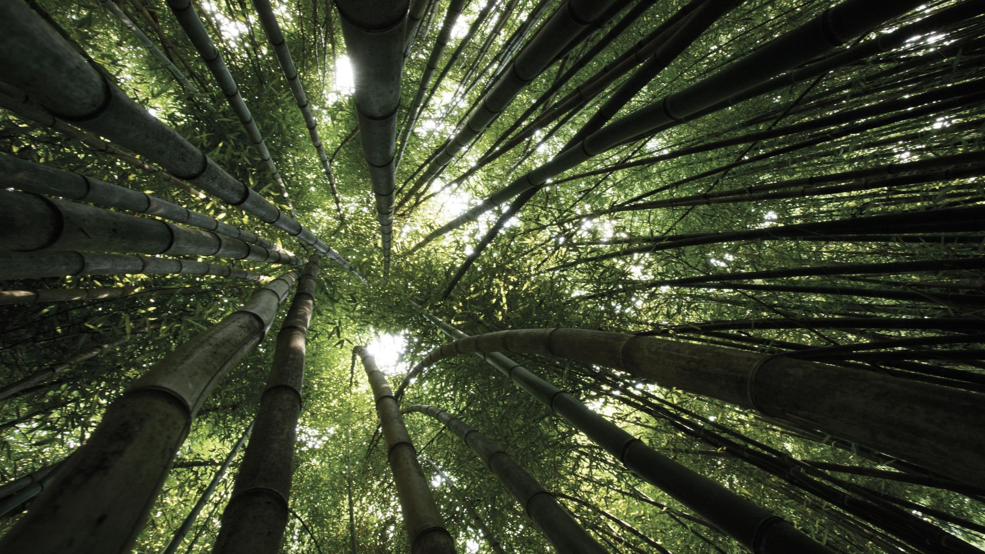 Bambù, Foresta di bambù, Vista dal basso, Verde, Full HD, sfondo per PC