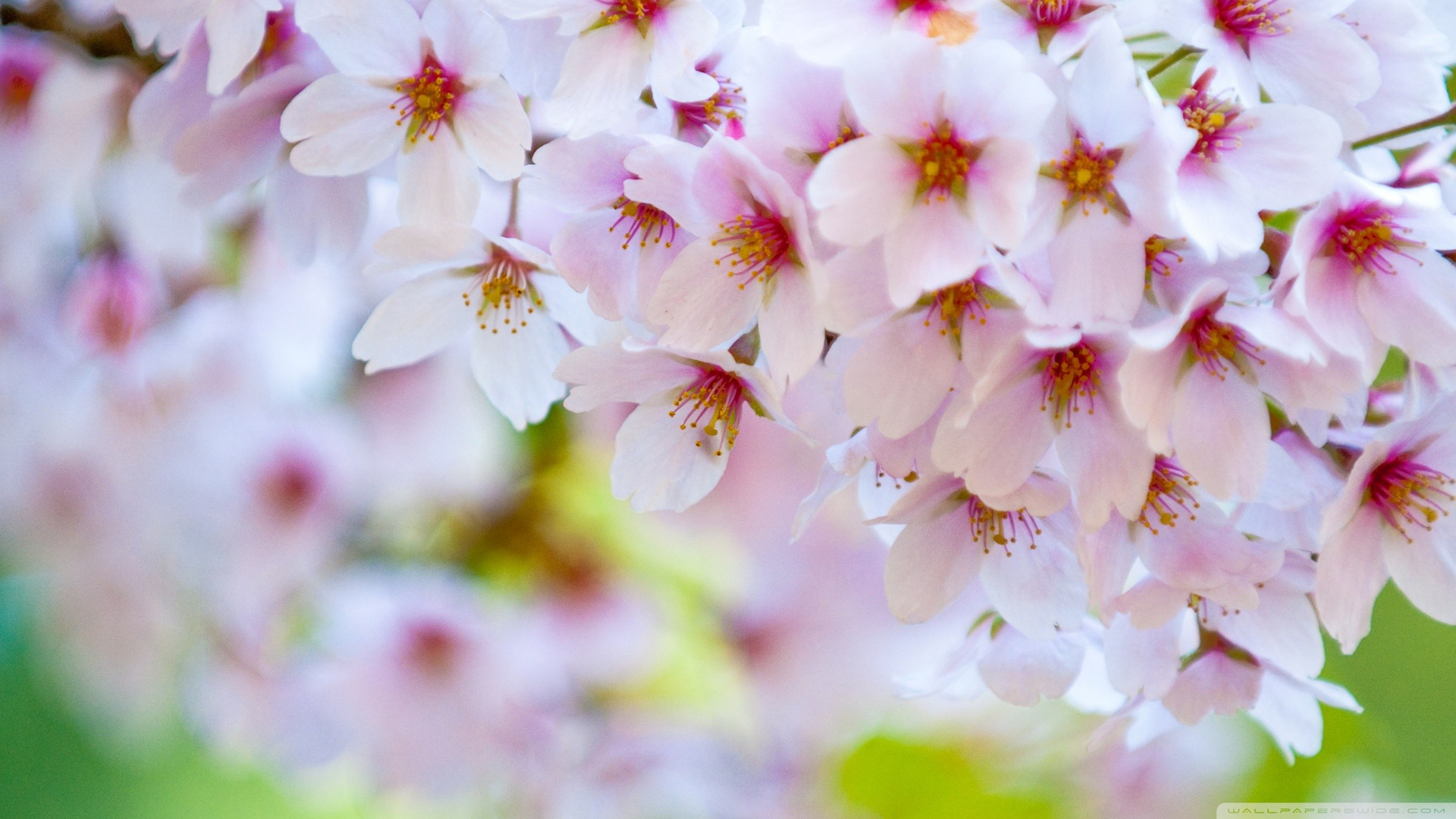 Fiori di ciliegio, Sakura, Rosa, Macro, Full HD, wallpaper per PC