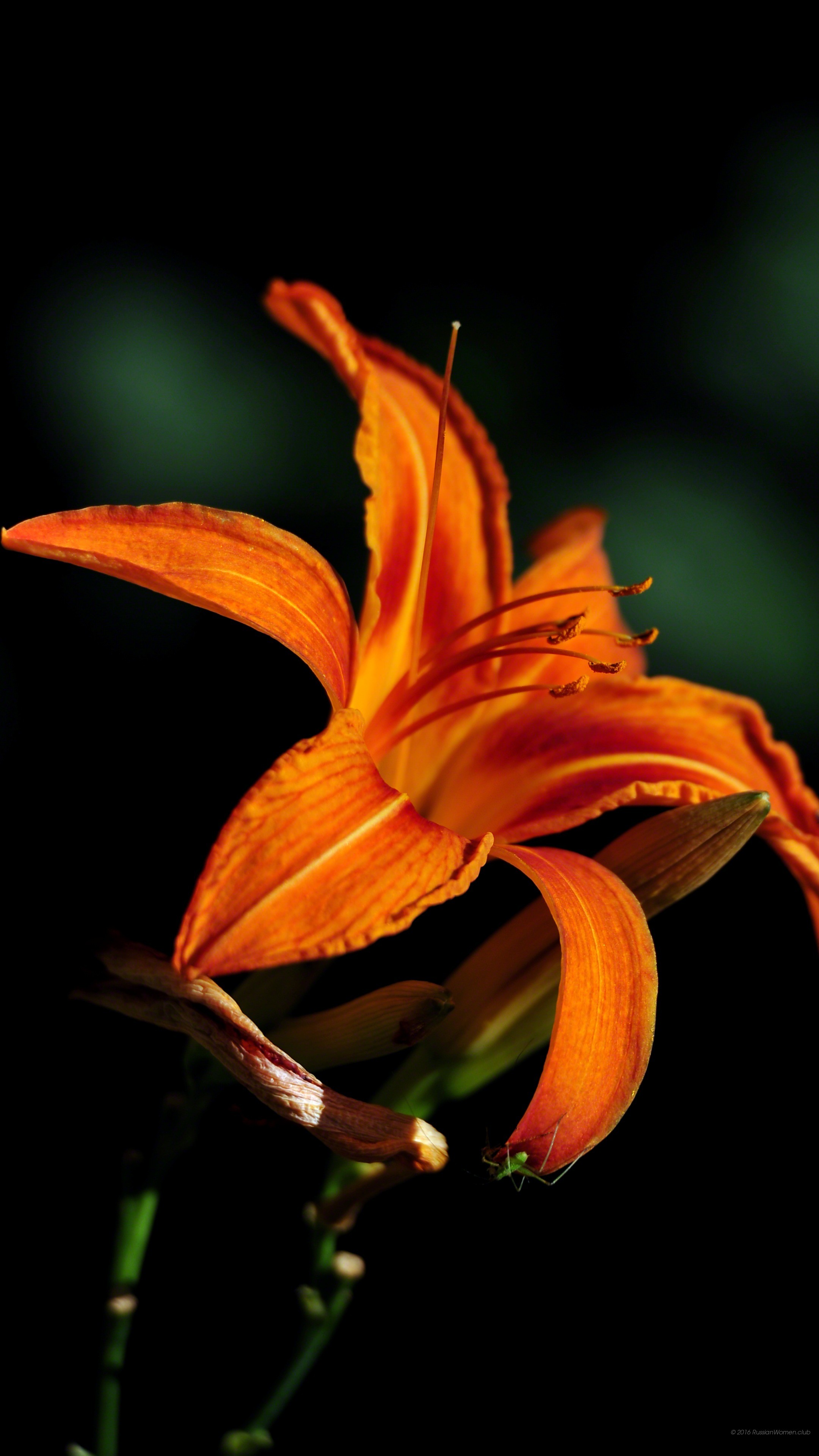 Giglio arancione, Emerocallide, Fiore, Sfondo nero, wallpaper per smartphone