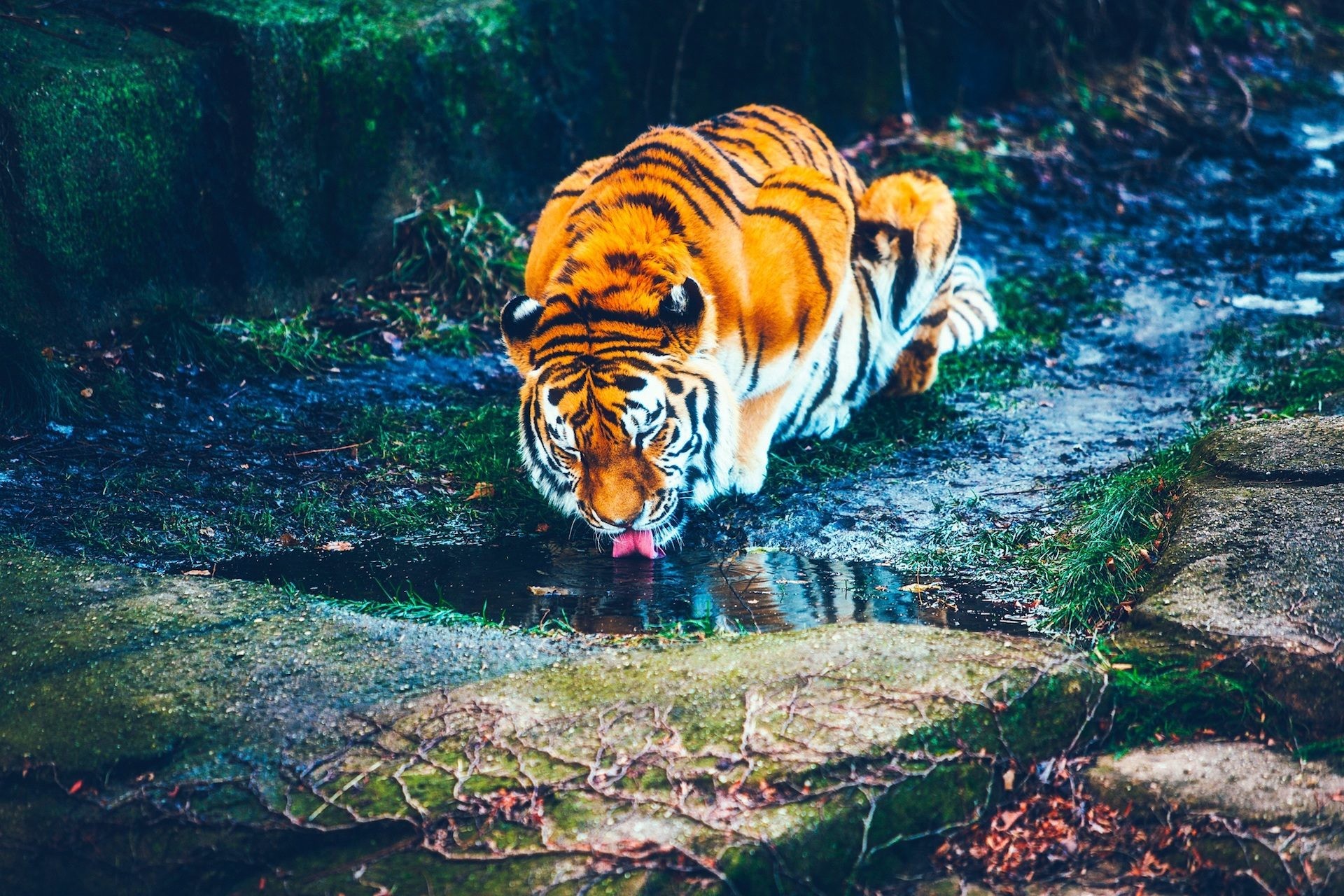 Tigre, Bere, Ruscello, Foresta, Full HD, sfondo per portatile