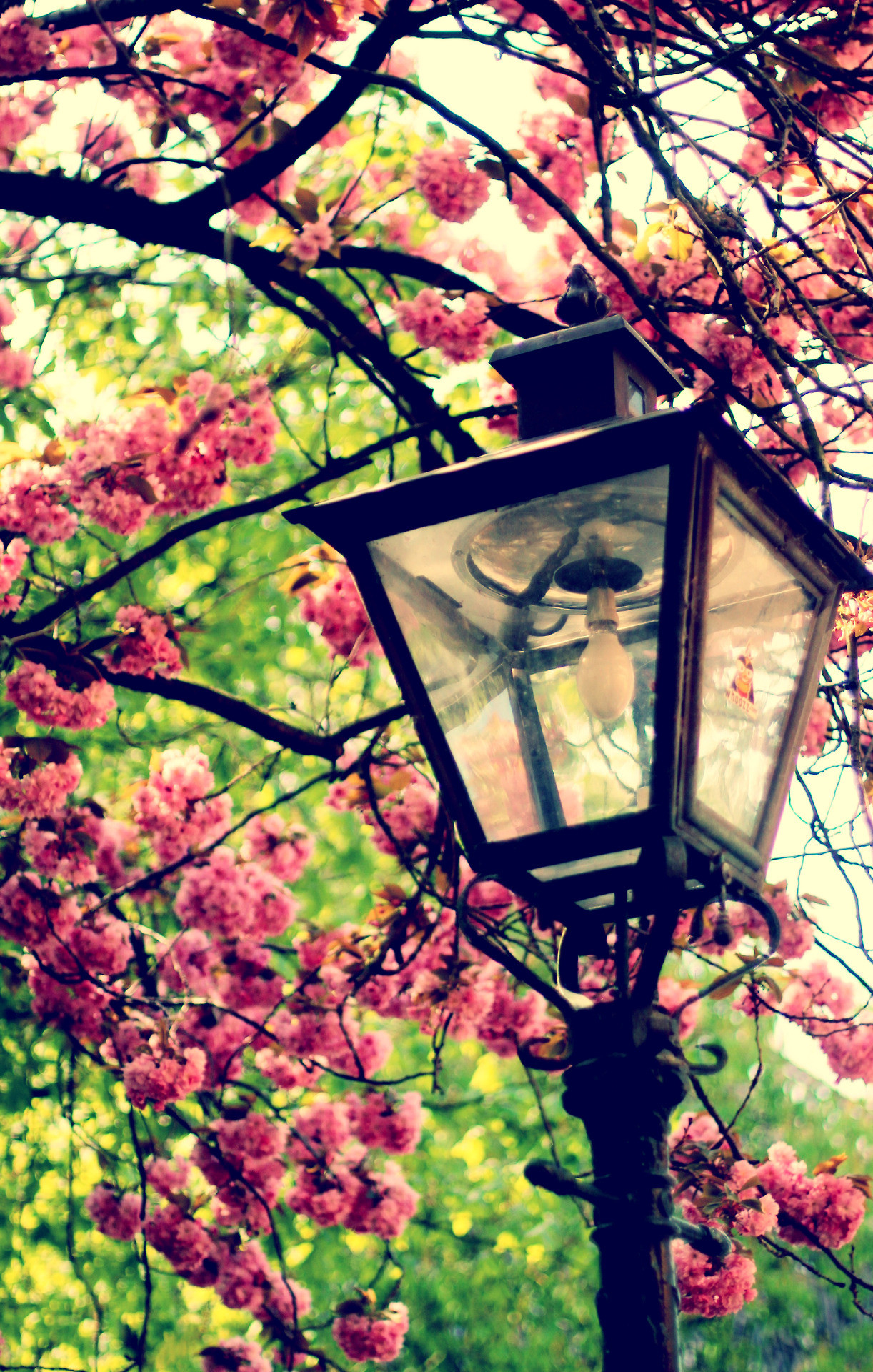Fiori di ciliegio, Lampione, Primavera, Stile vintage, Full HD, sfondo per iPhone e Android