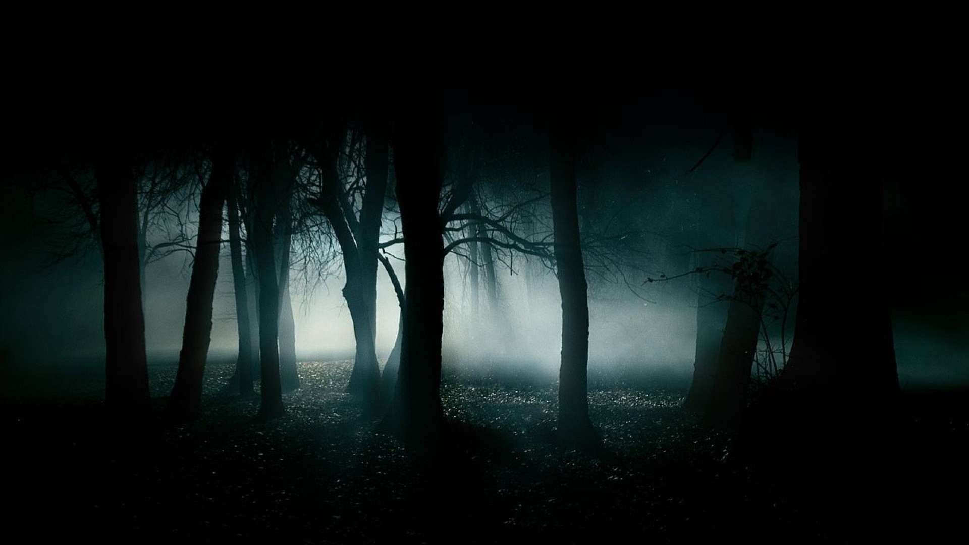 Foresta, Nebbia, Notte, Full HD, wallpaper per computer