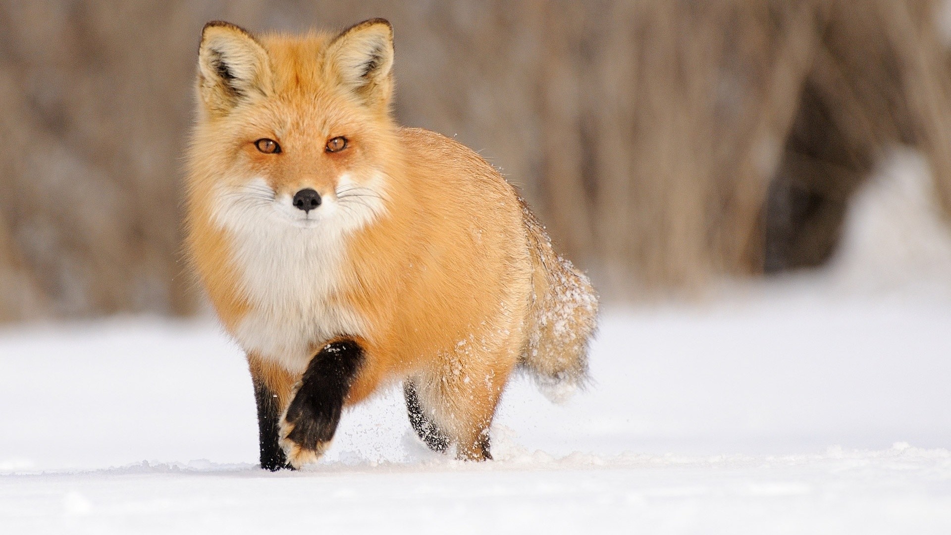 Volpe rossa, Neve, Cammino, Full HD, sfondo per portatile