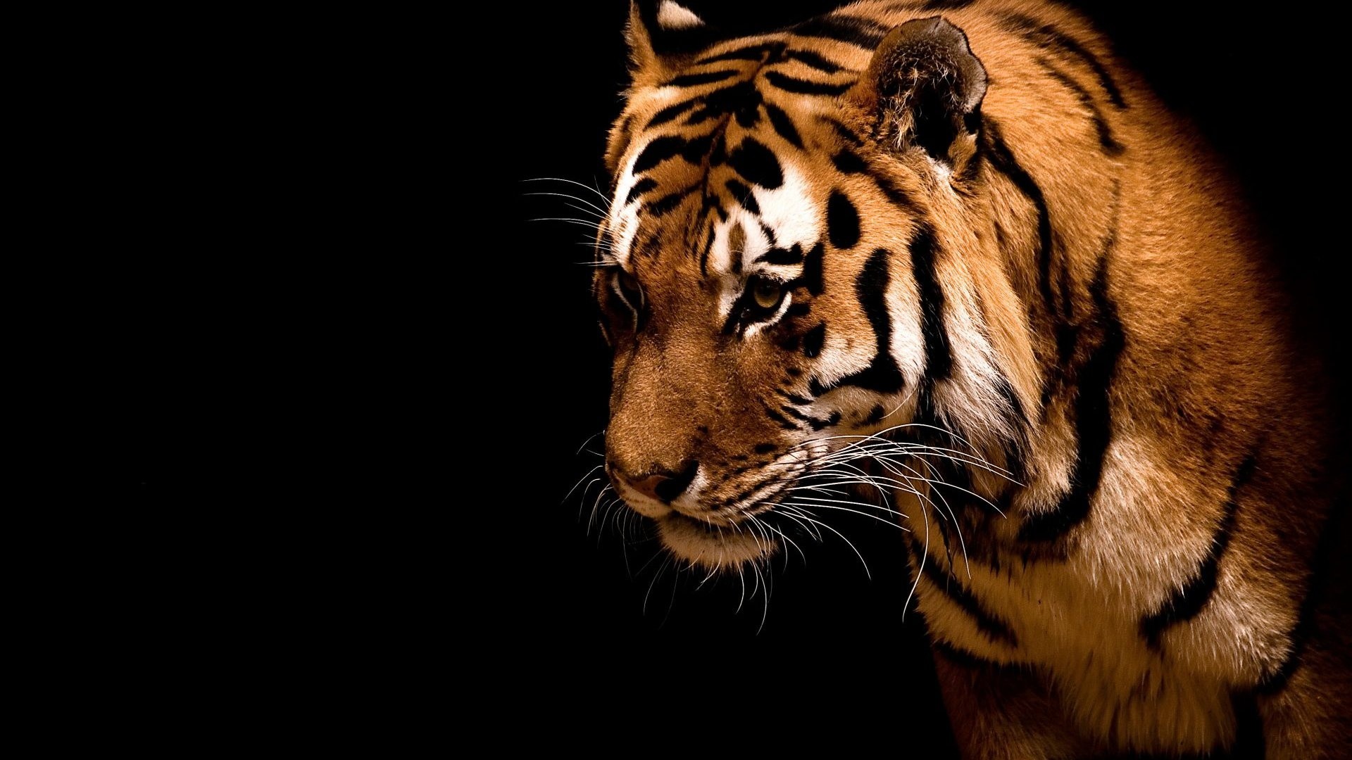 Tigre, Profilo, Sfondo nero, Felino, 16:9 Full HD, wallpaper widescreen