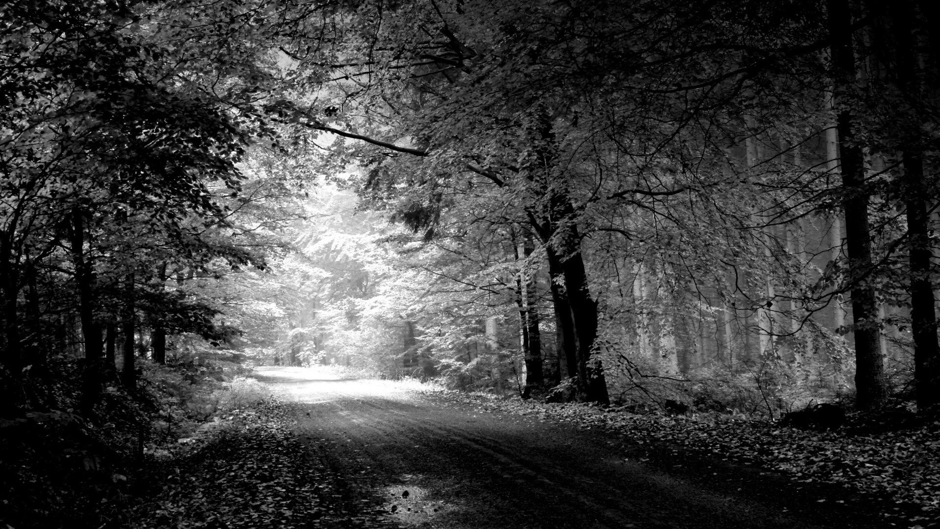 Sentiero, Foresta, Alberi, Monocromatico, Full HD, sfondo desktop