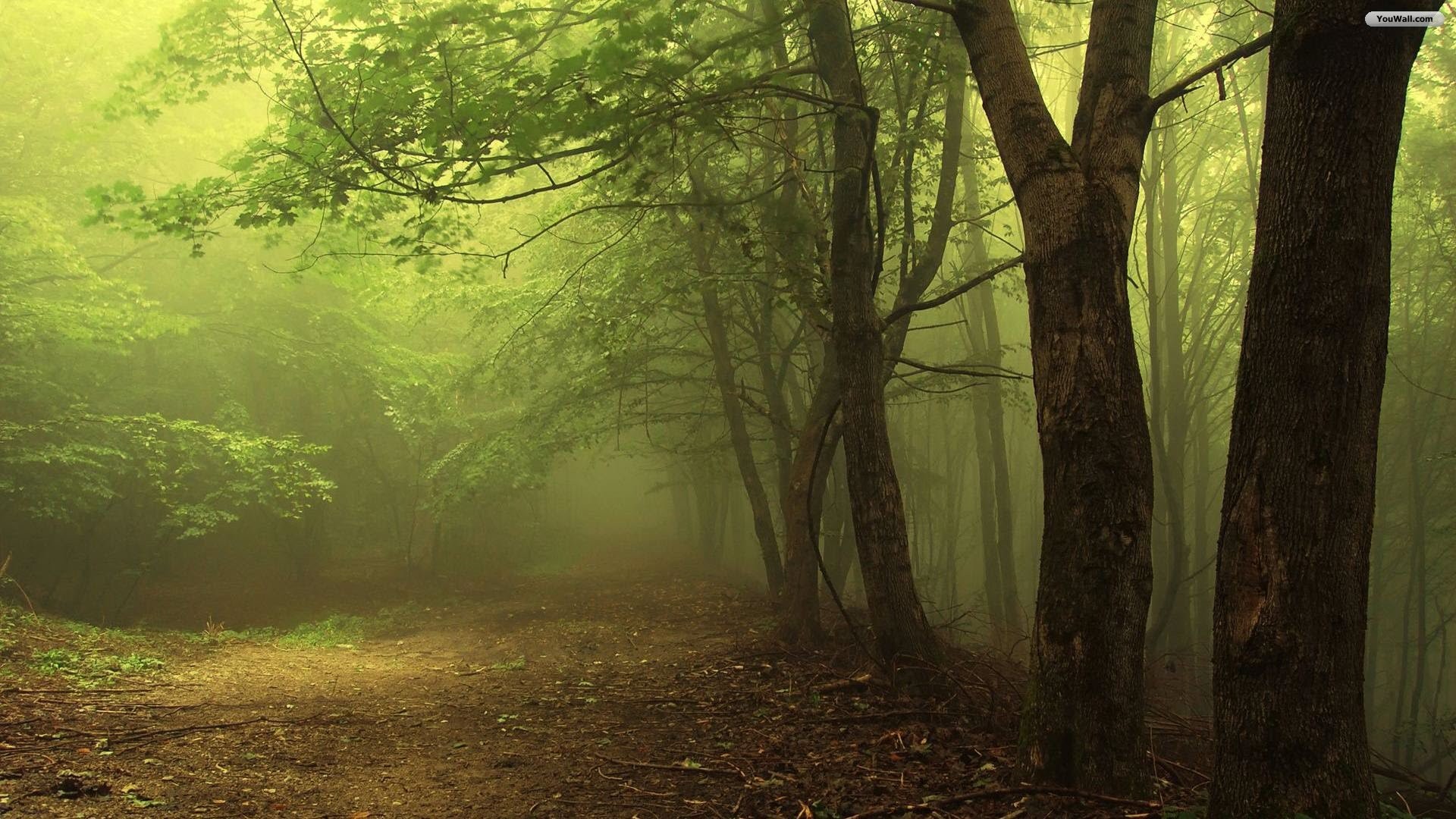Sentiero, Bosco, Nebbia, Luce soffusa, Full HD, wallpaper desktop