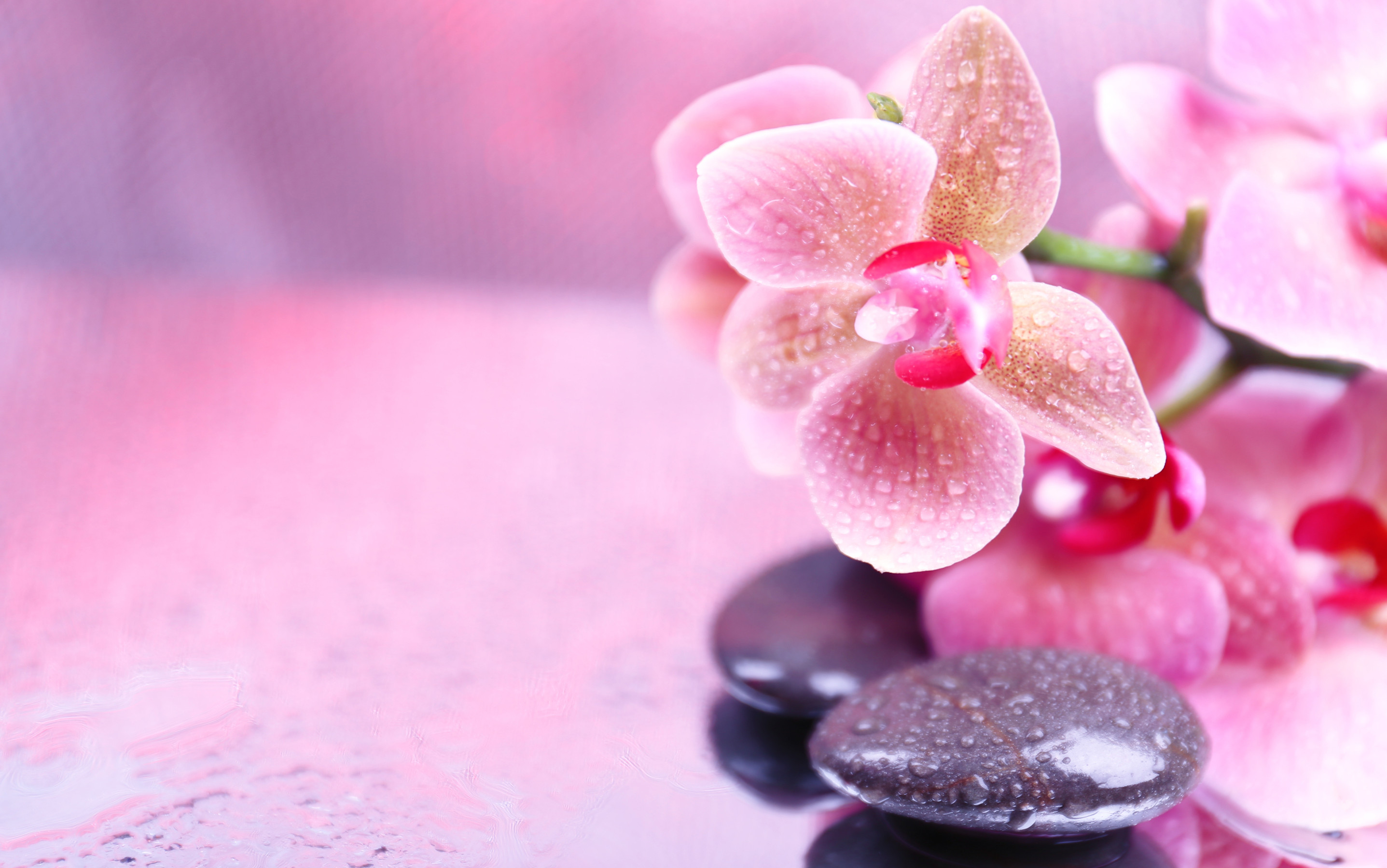 Orchidee rosa, Pietra nera, Spa, 16:10 2K, sfondo widescreen