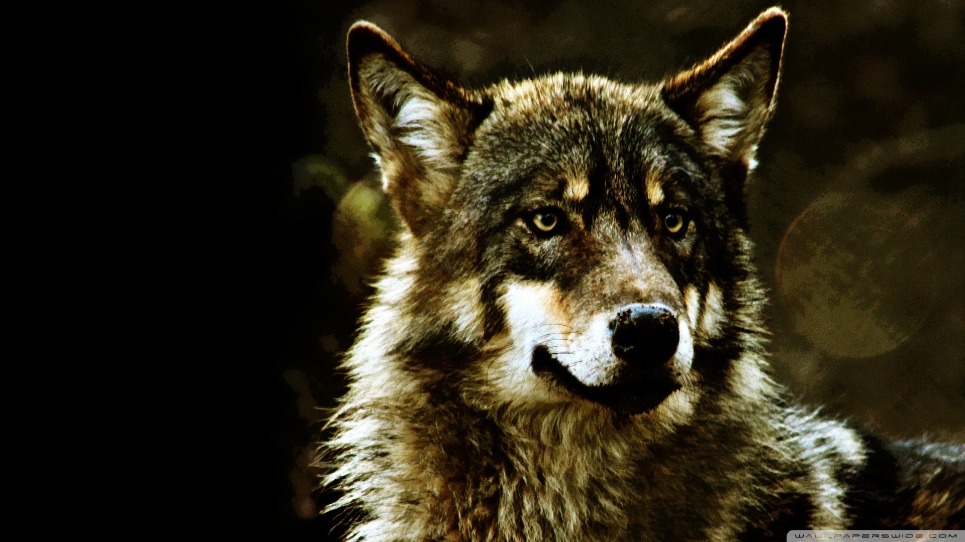 Lupo, Ritratto, Sfondo scuro, 1920x1080, wallpaper desktop